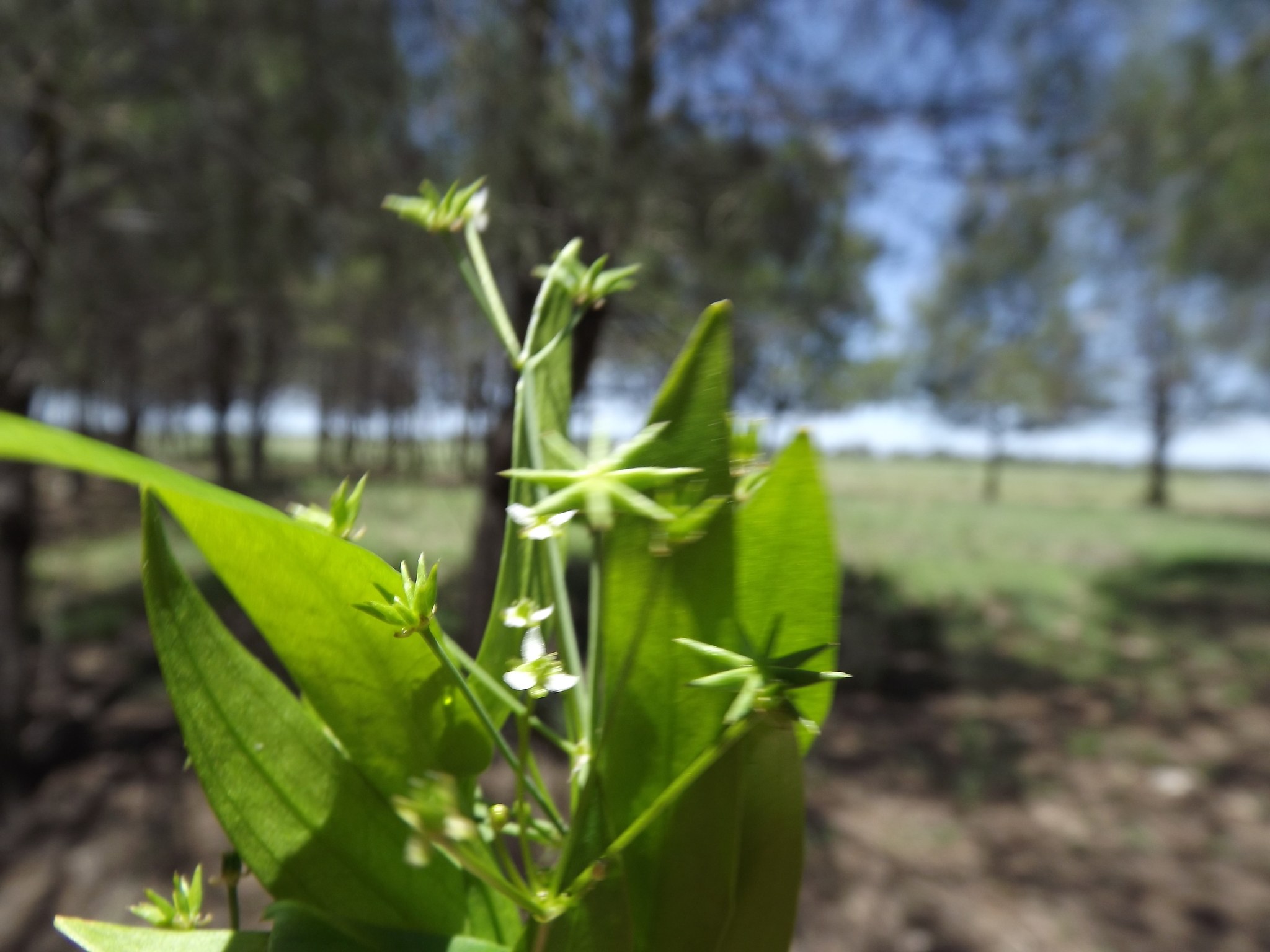Damasonium minus