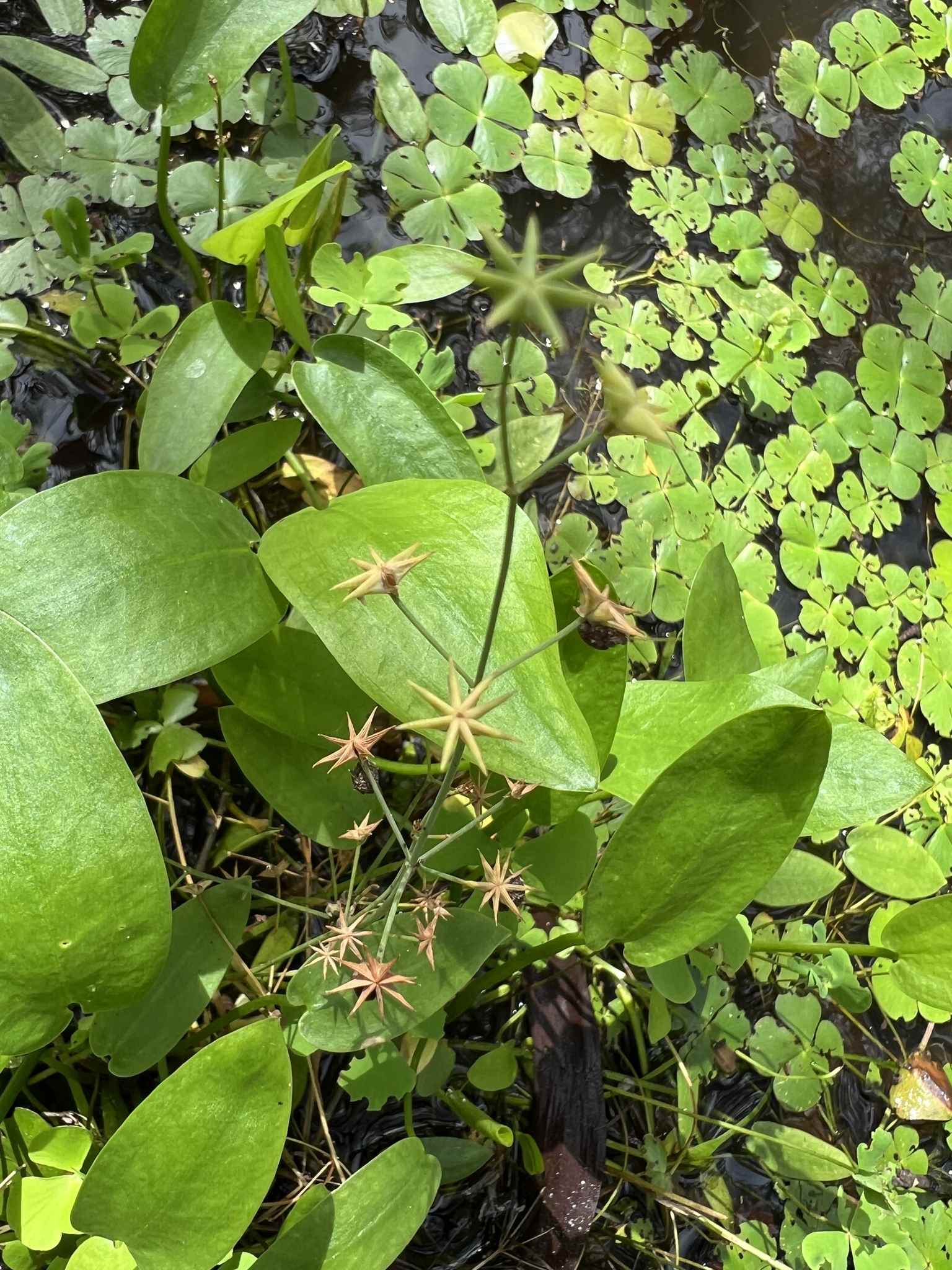 Damasonium minus