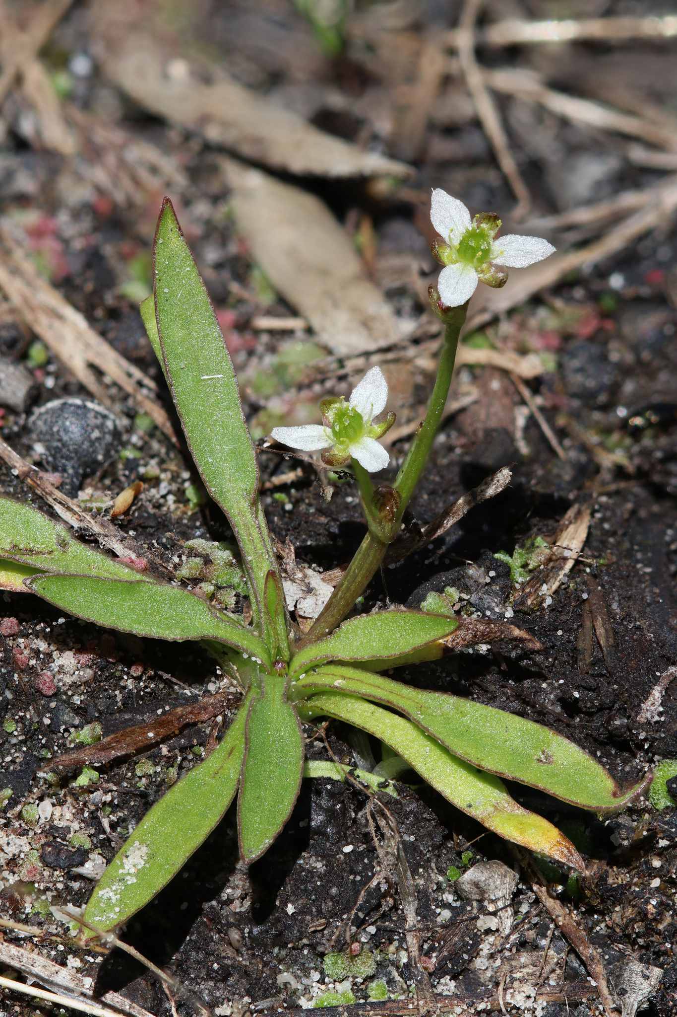 Damasonium minus