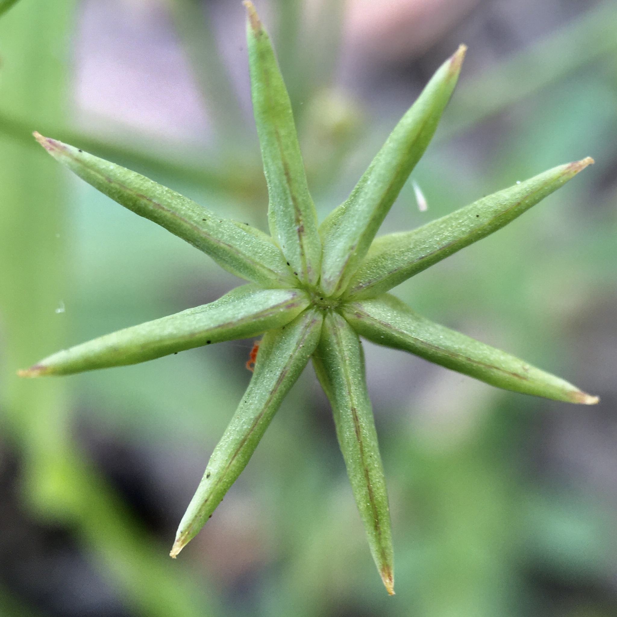 Damasonium minus