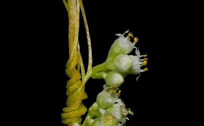 Cuscuta chinensis