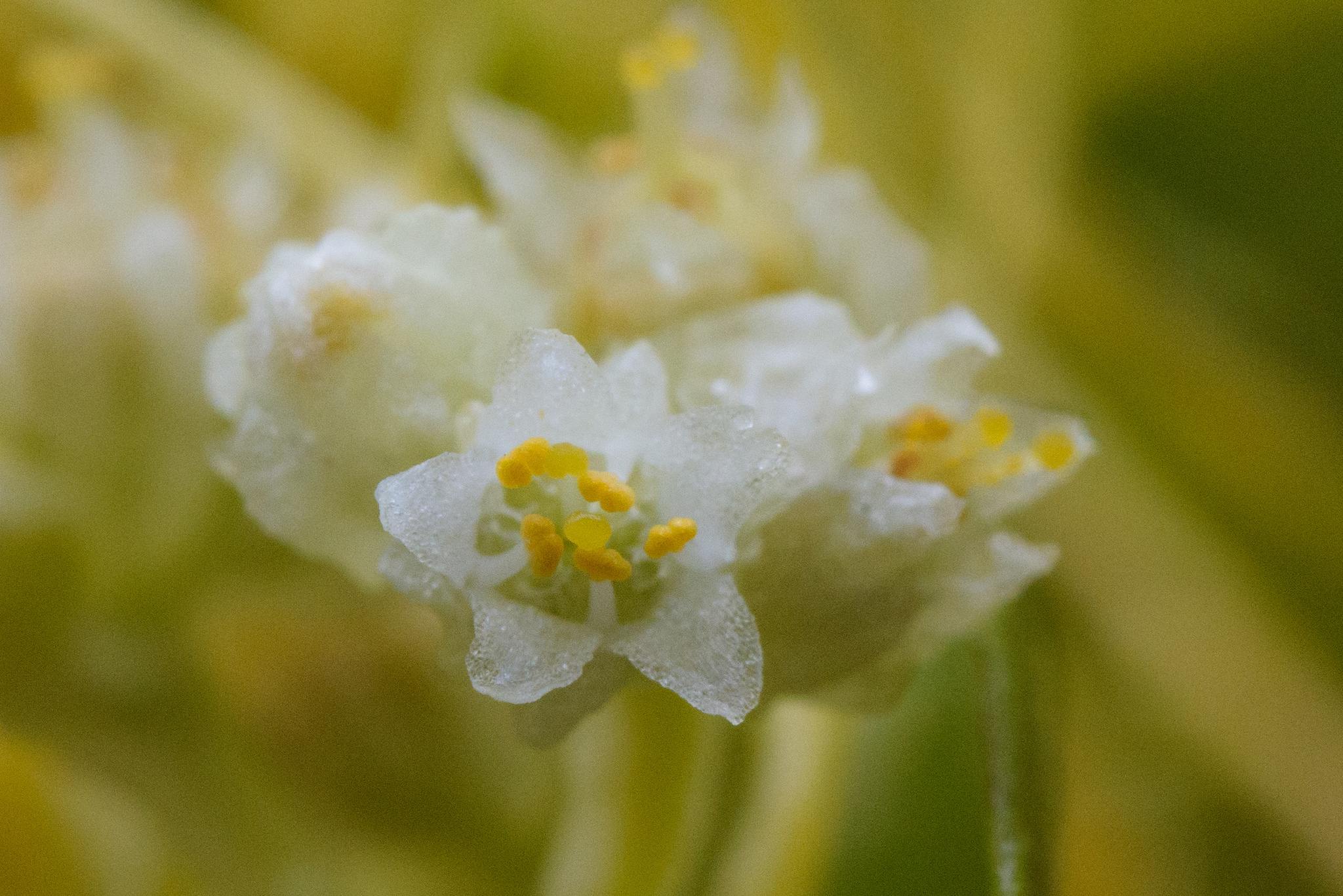 Cuscuta chinensis