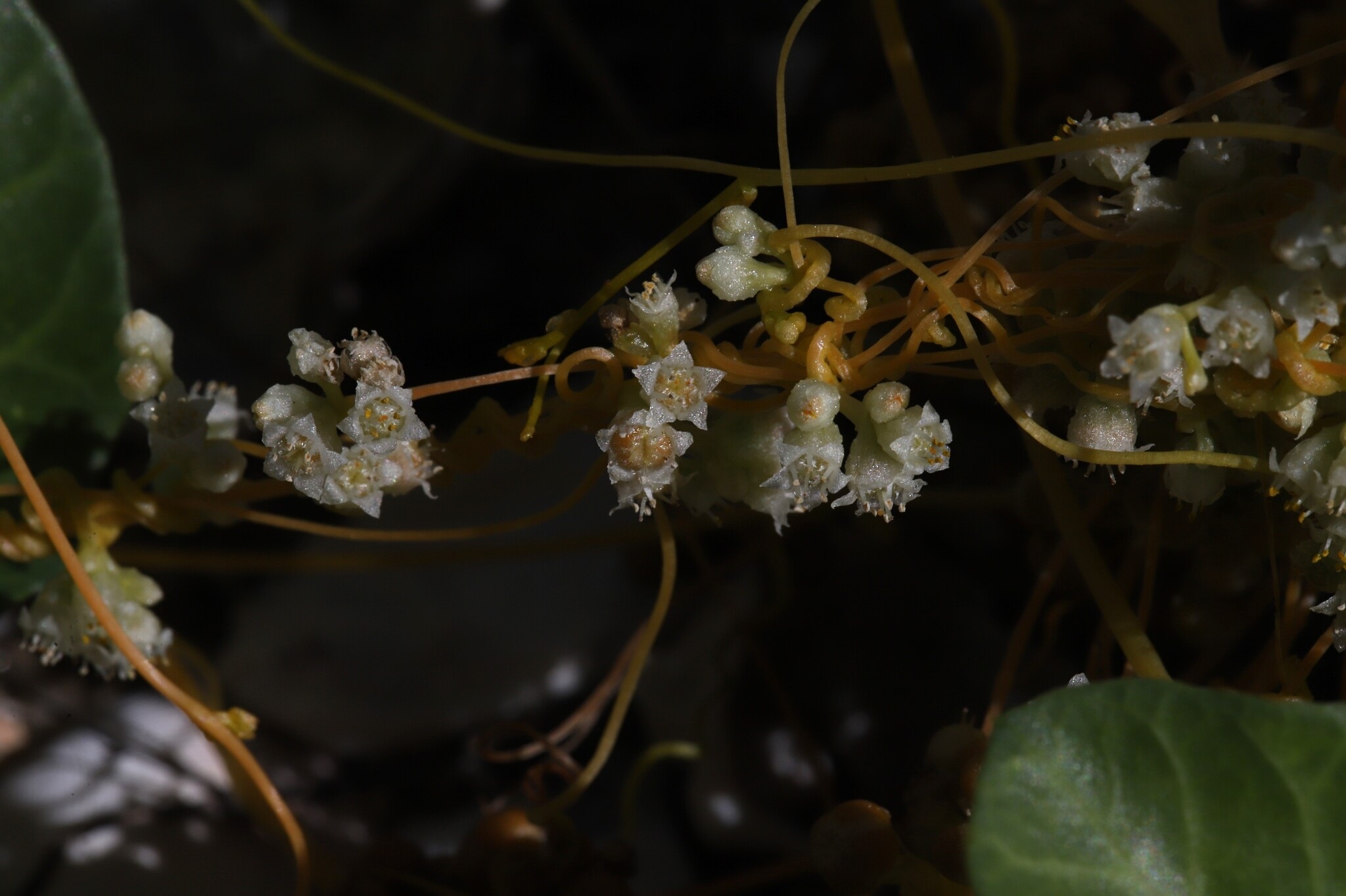 Cuscuta chinensis