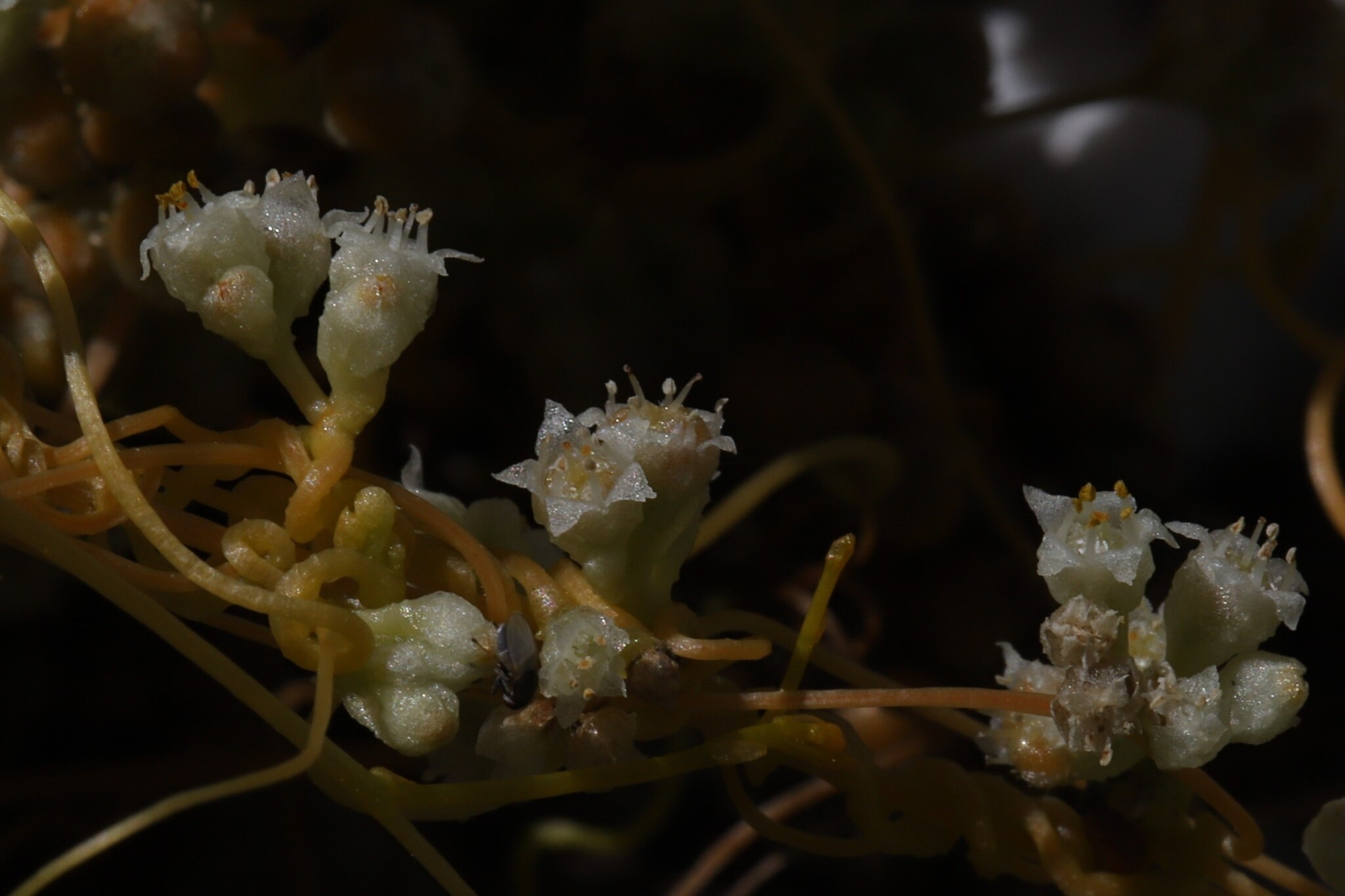 Cuscuta chinensis
