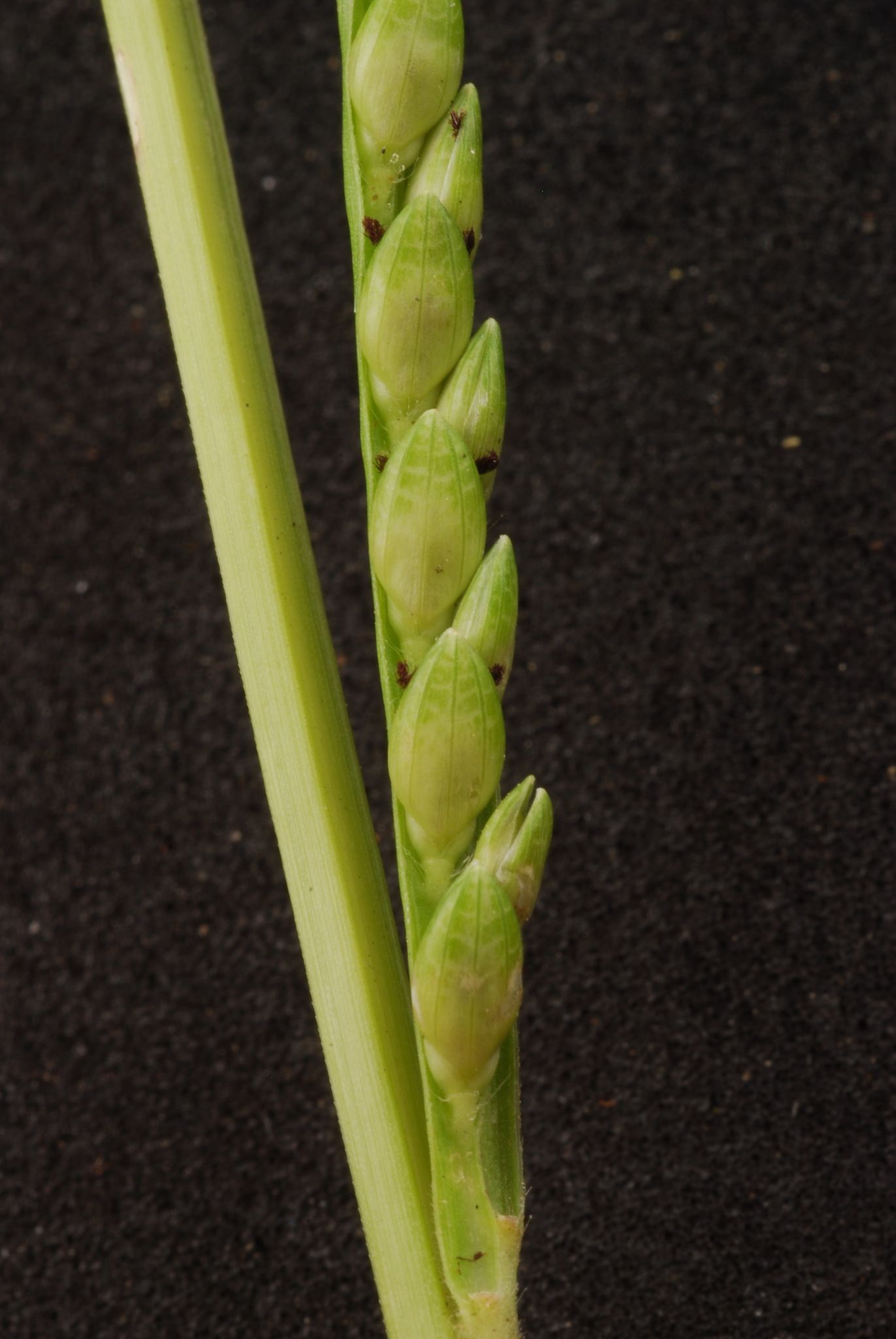 Urochloa platyphylla