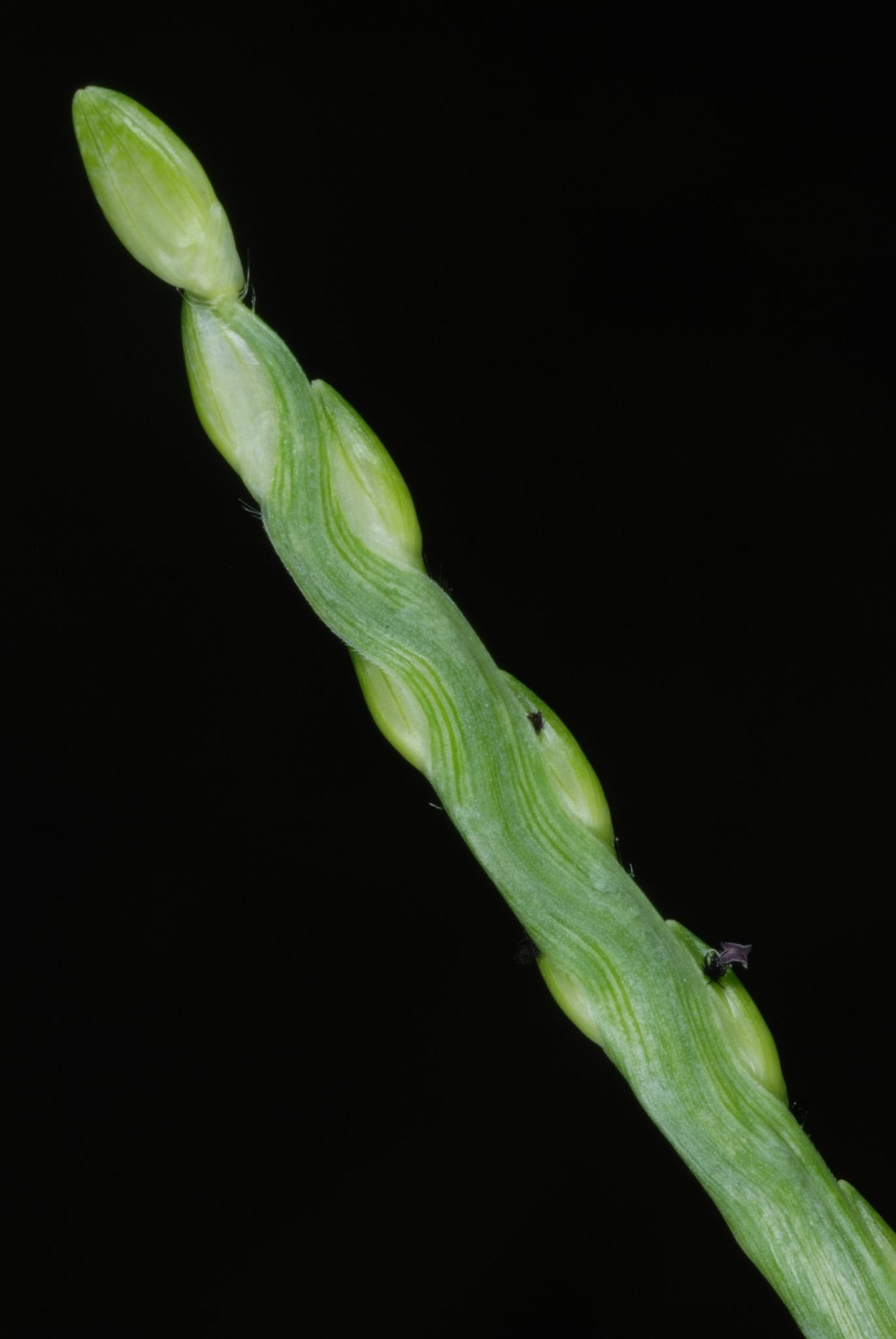 Urochloa platyphylla