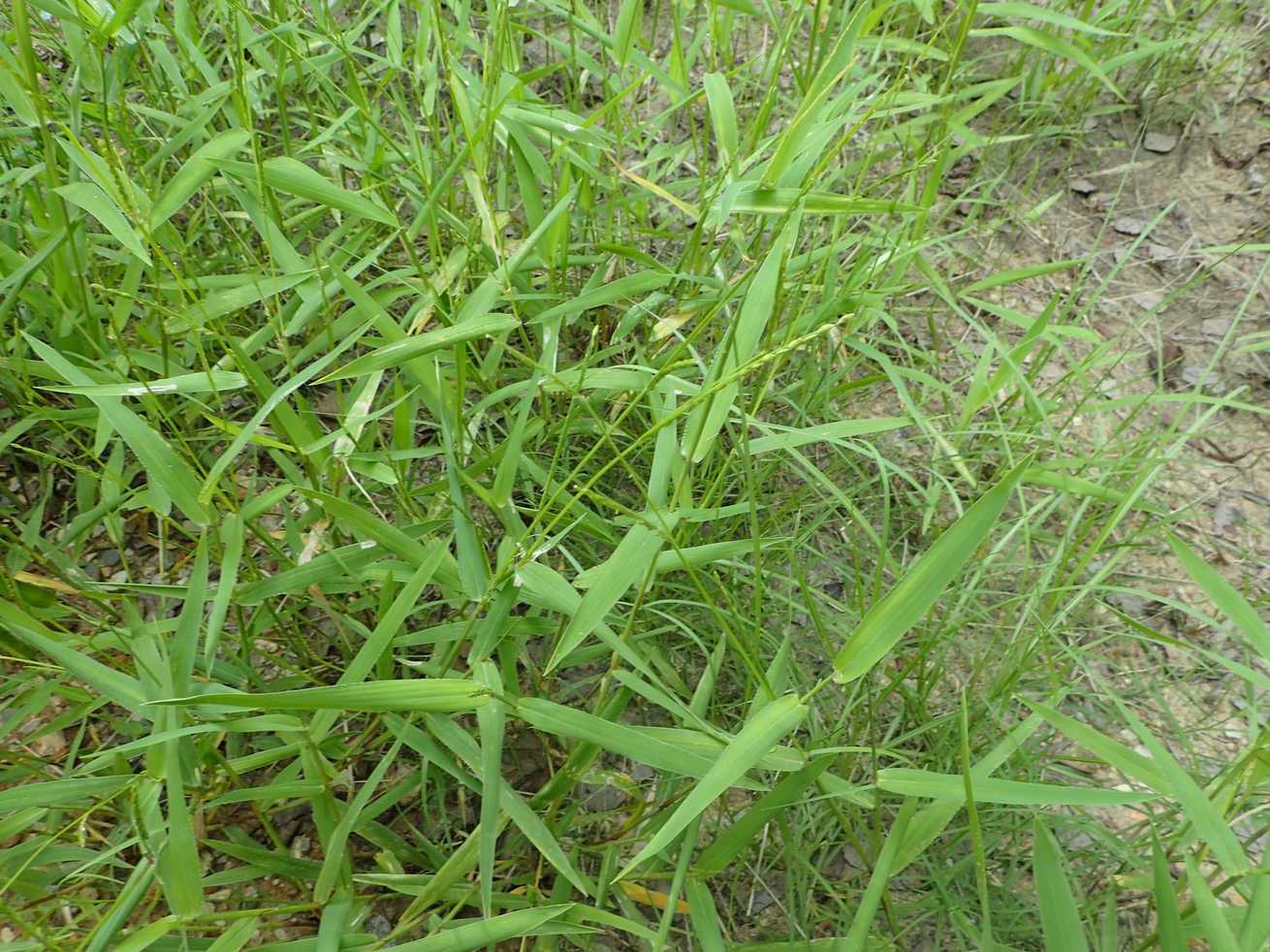 Urochloa platyphylla