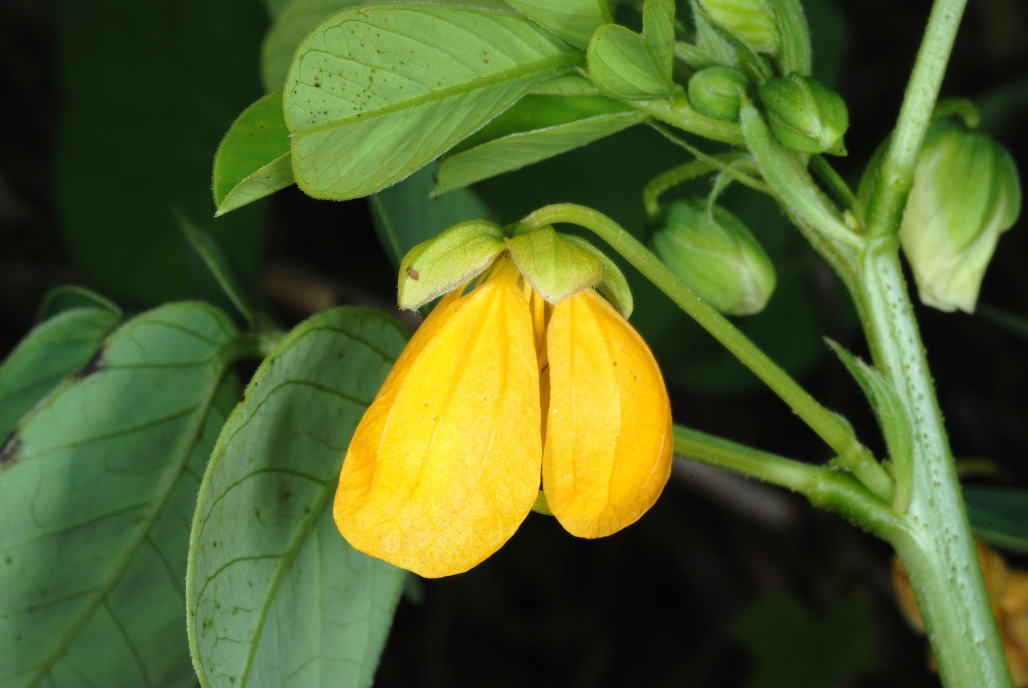 Senna obtusifolia