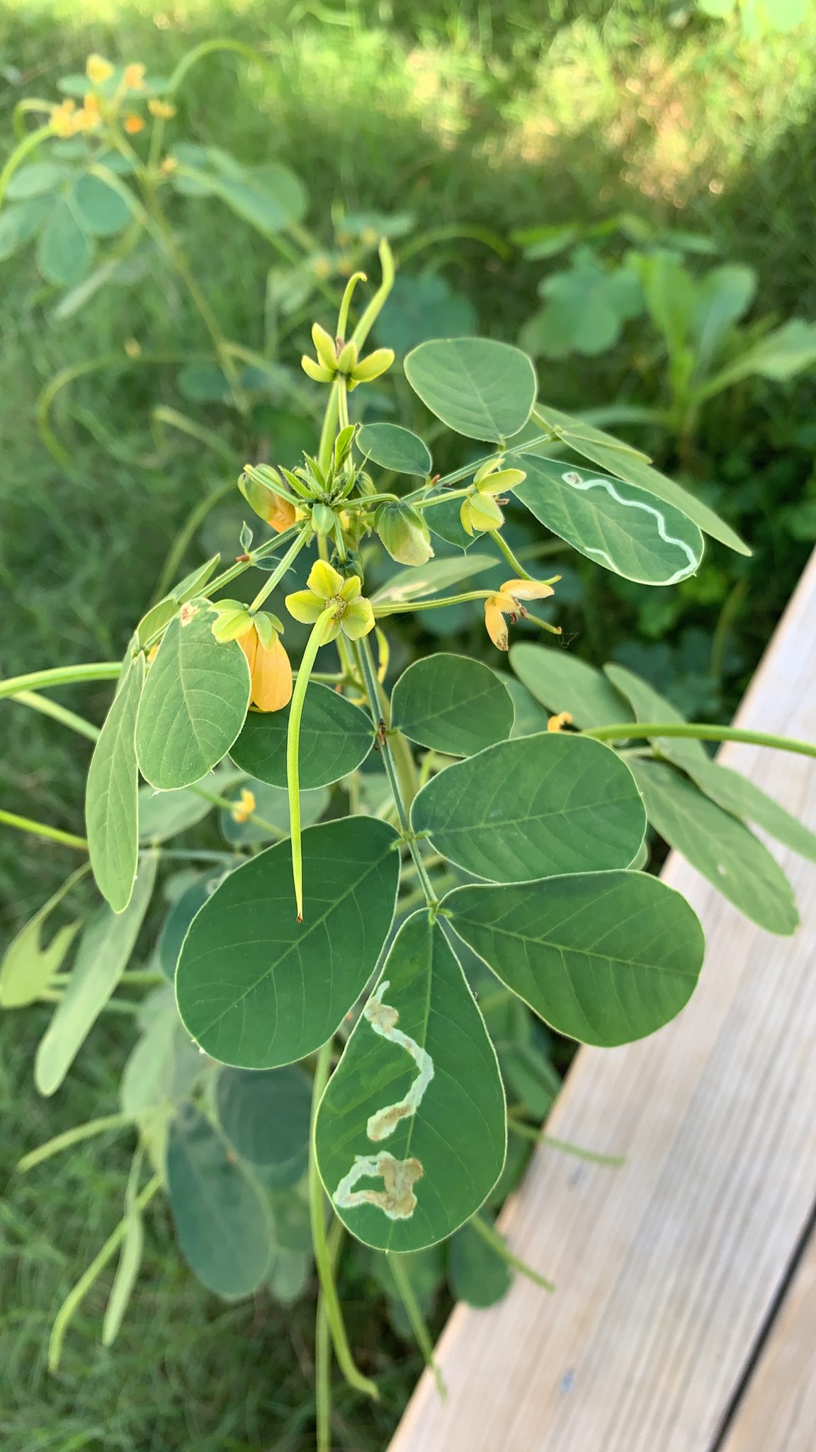 Senna obtusifolia