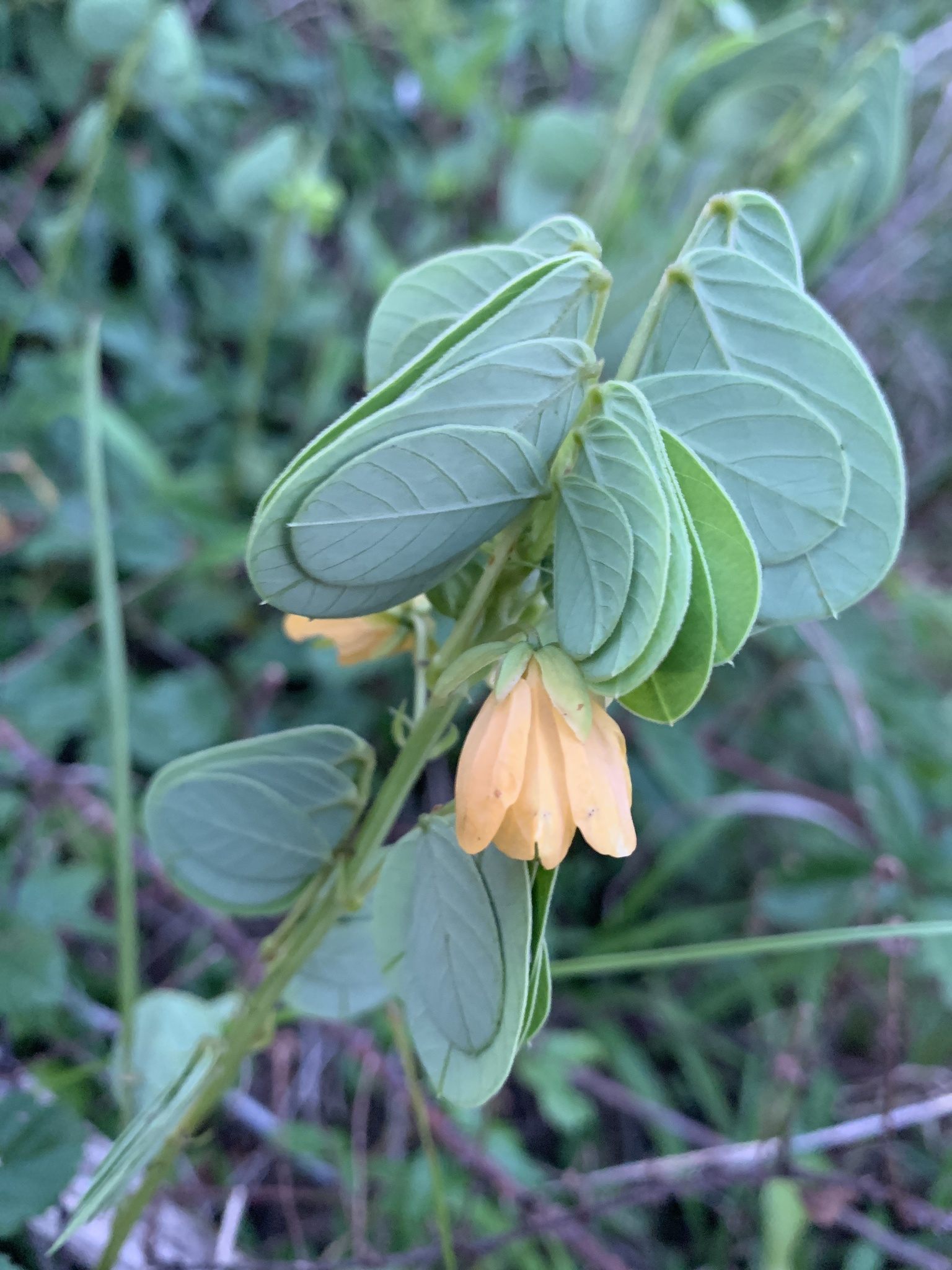 Senna obtusifolia