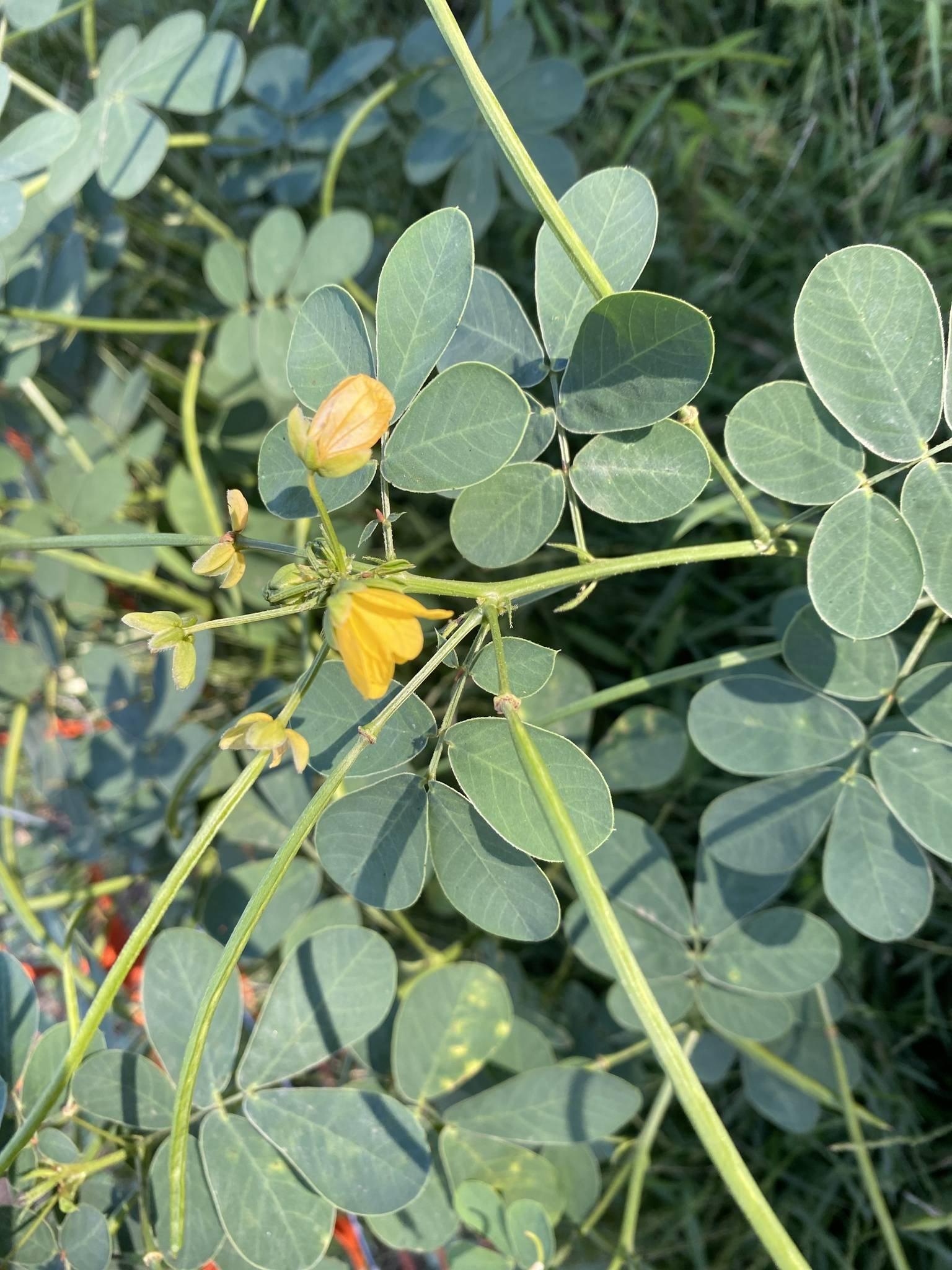 Senna obtusifolia