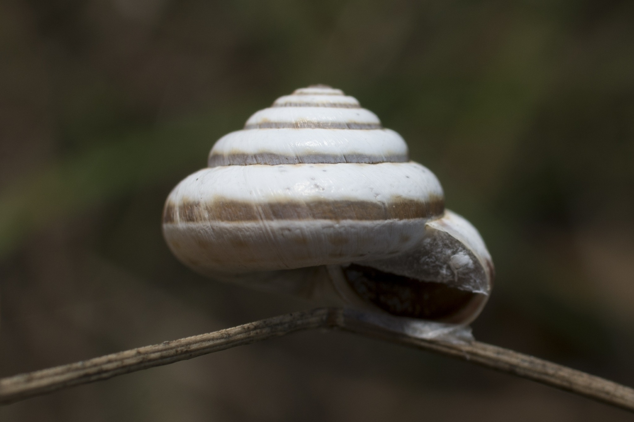 Trochoidea pyramidata