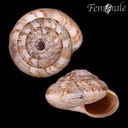 Trochoidea pyramidata