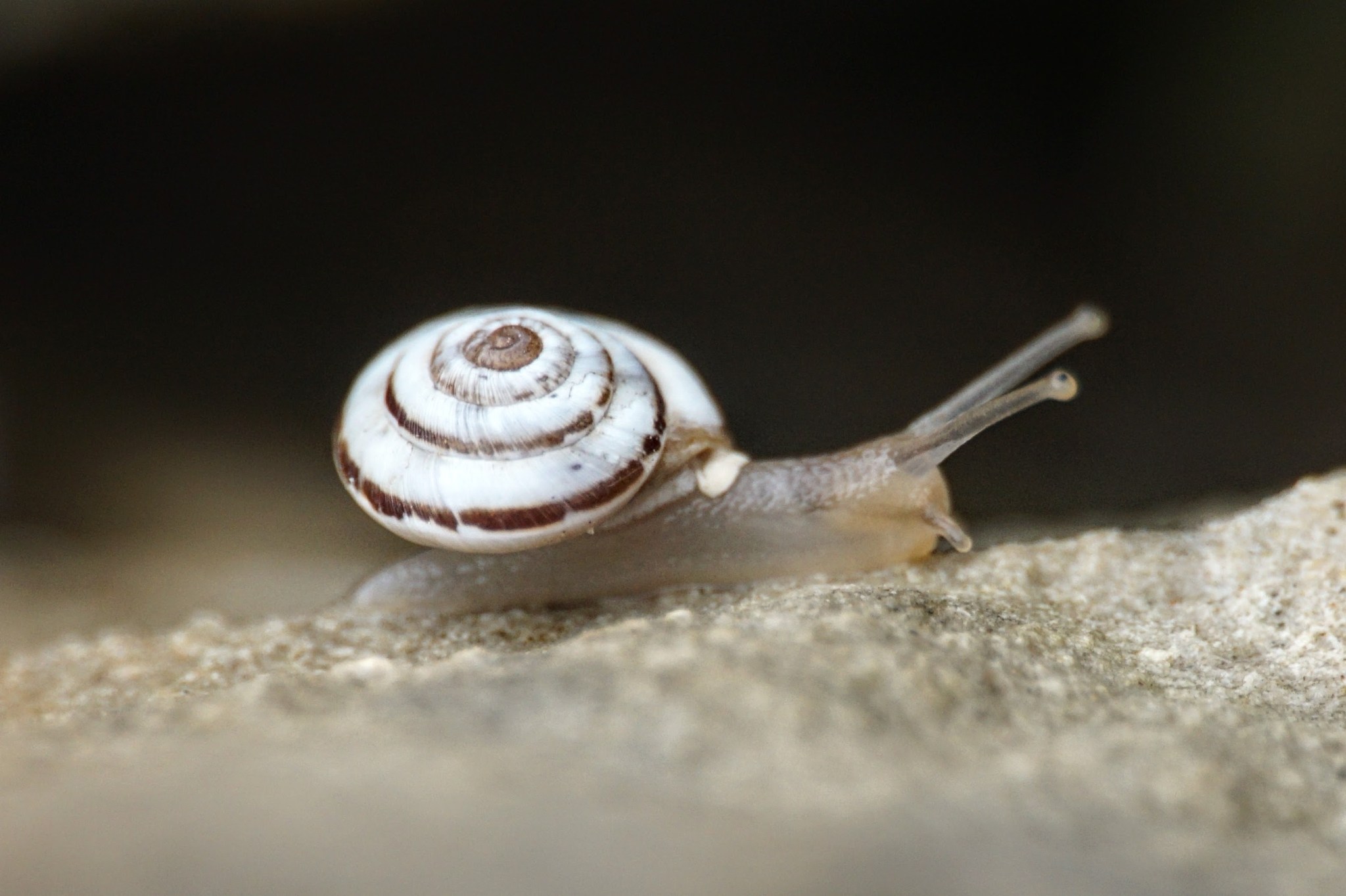 Trochoidea pyramidata