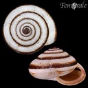 Trochoidea pyramidata