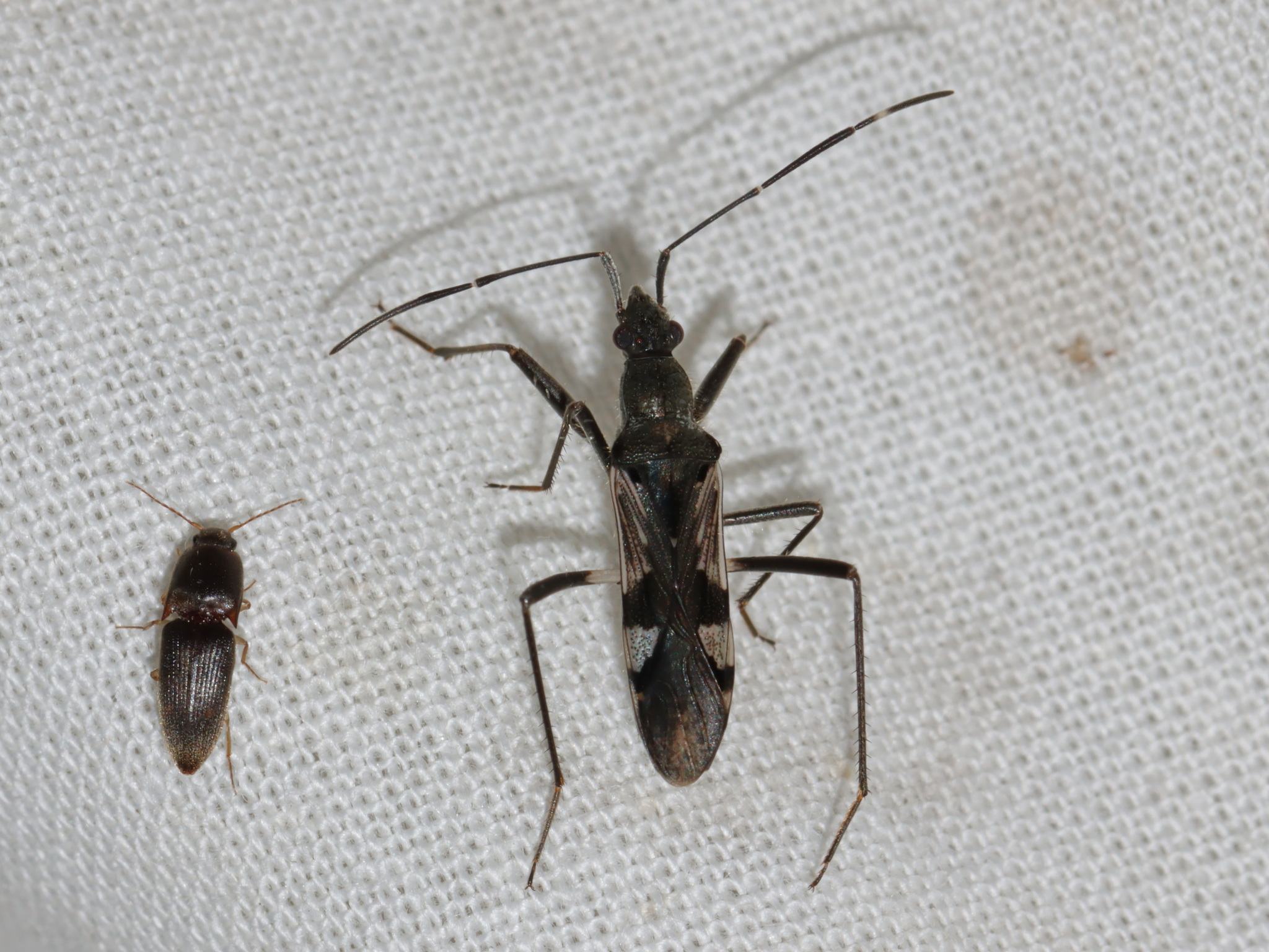 Metochus uniguttatus