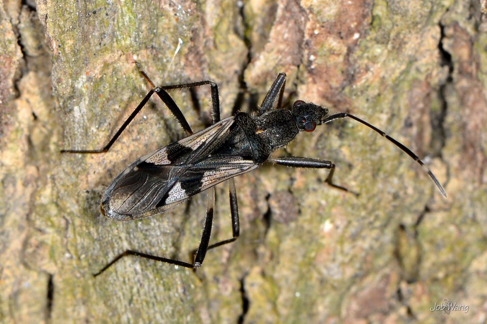 Metochus uniguttatus