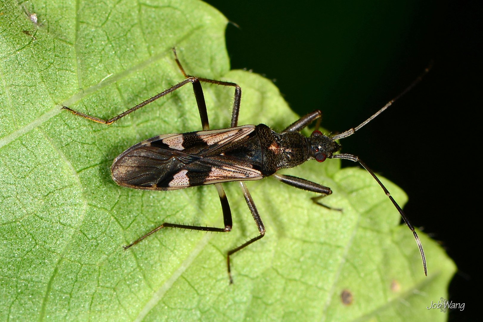 Metochus uniguttatus