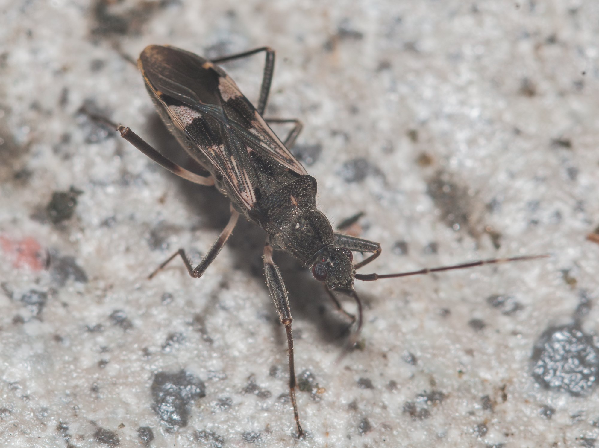Metochus uniguttatus