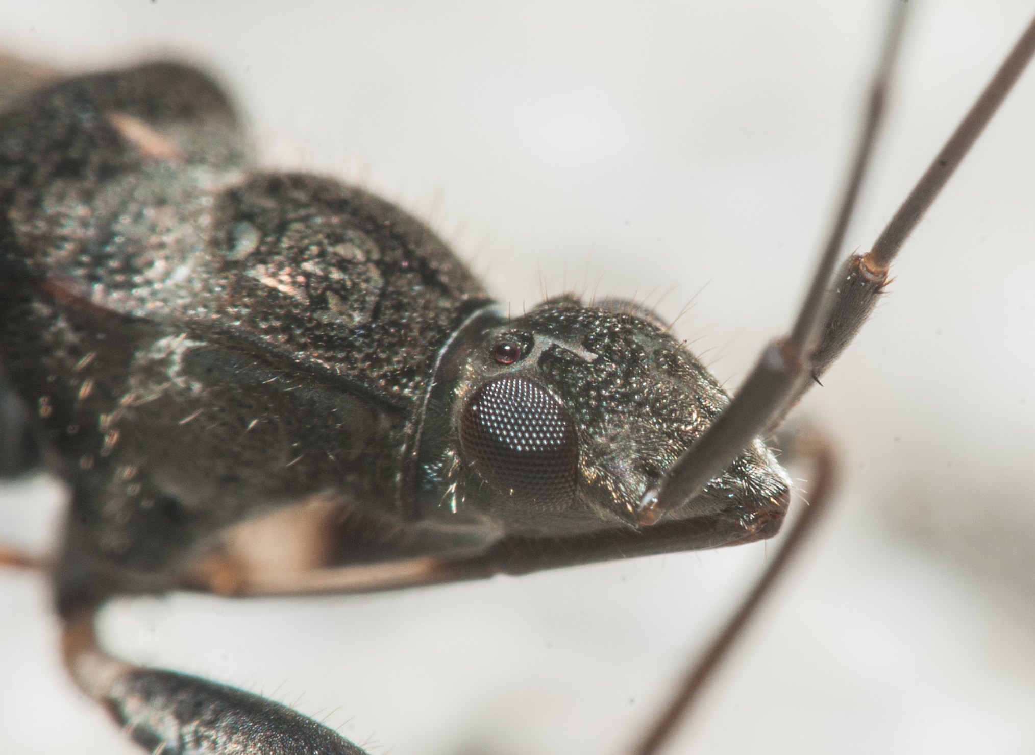 Metochus uniguttatus
