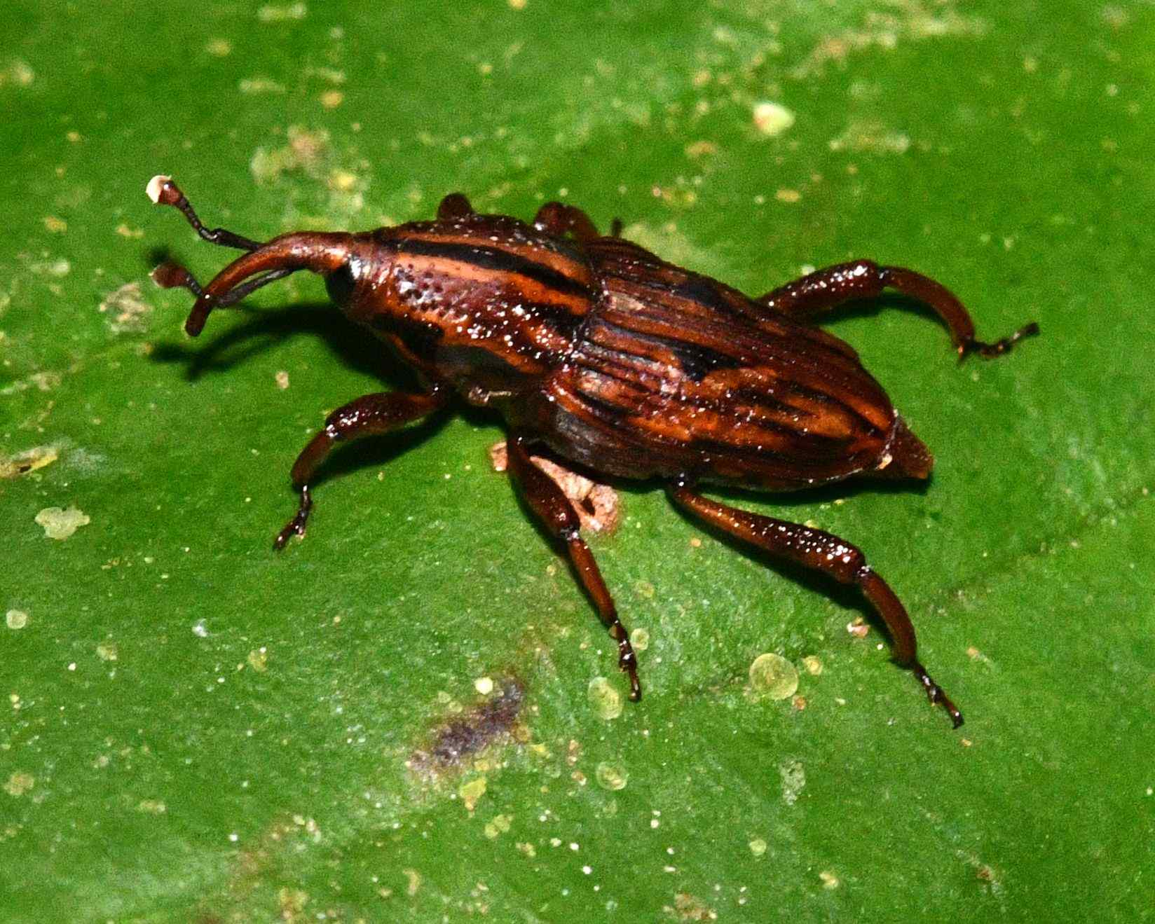 Metamasius distortus