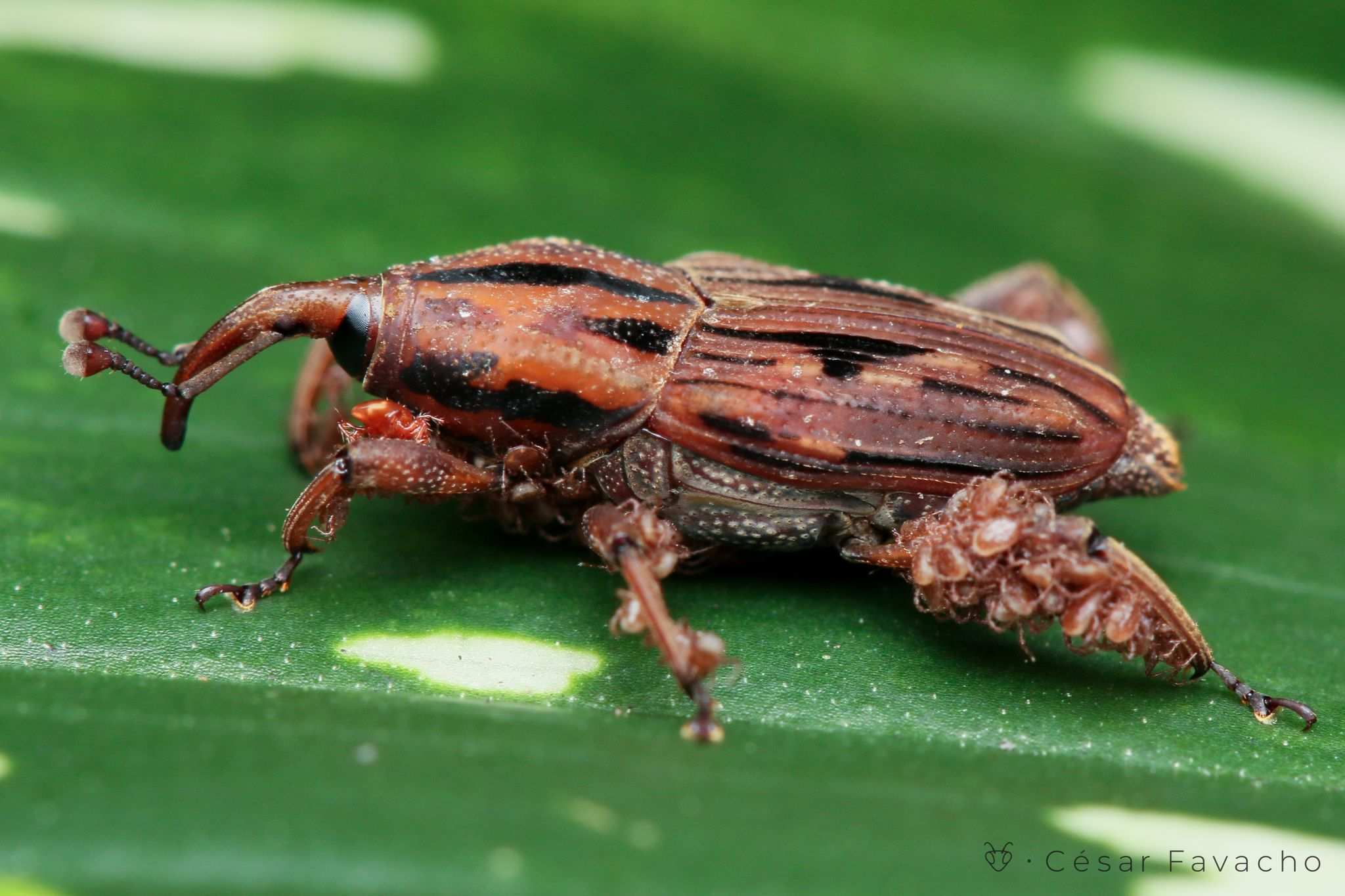 Metamasius distortus