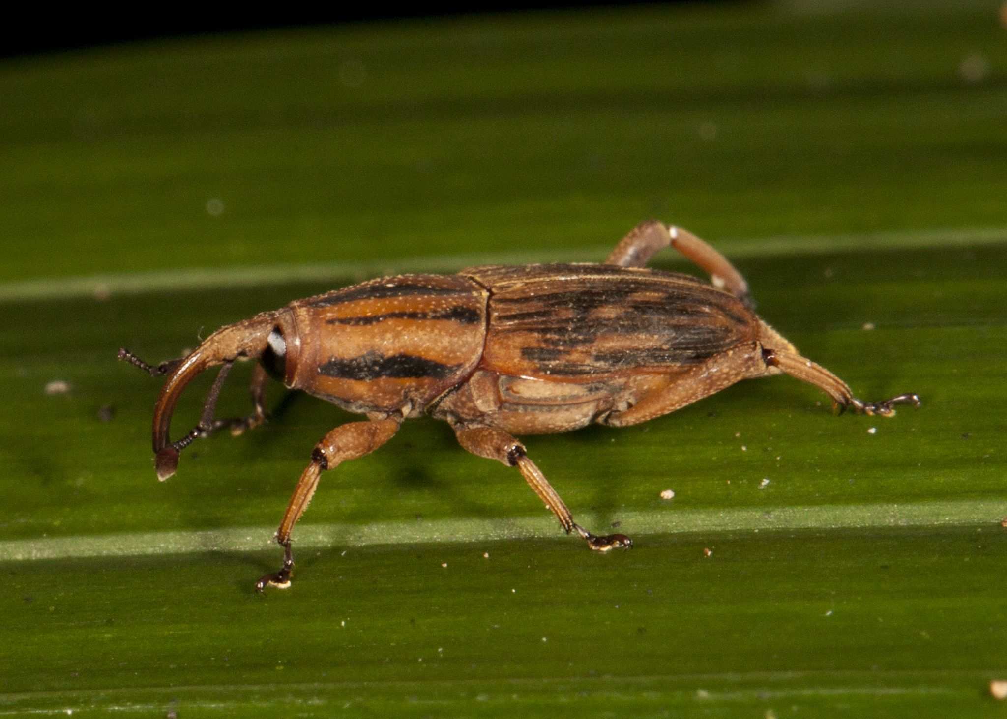 Metamasius distortus