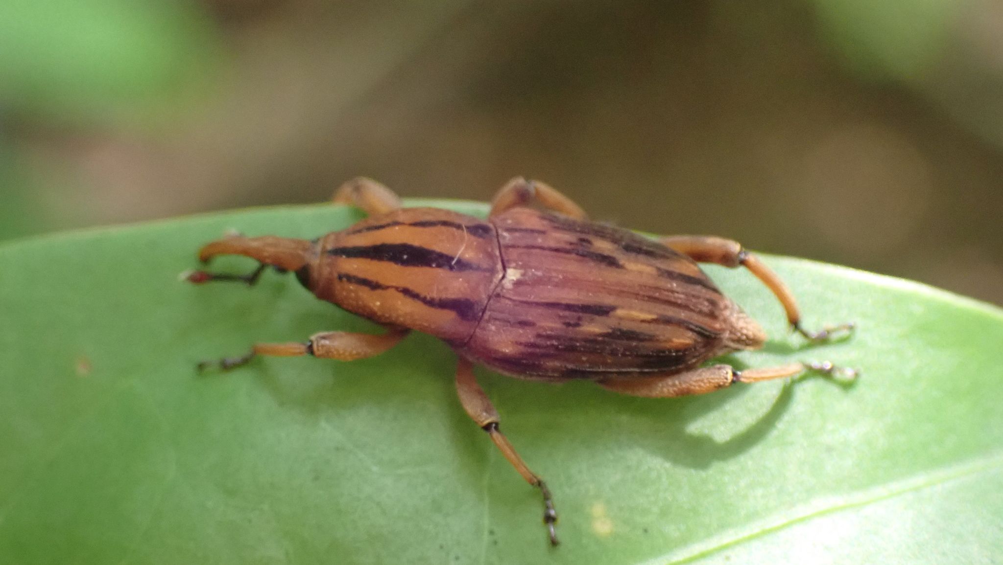 Metamasius distortus