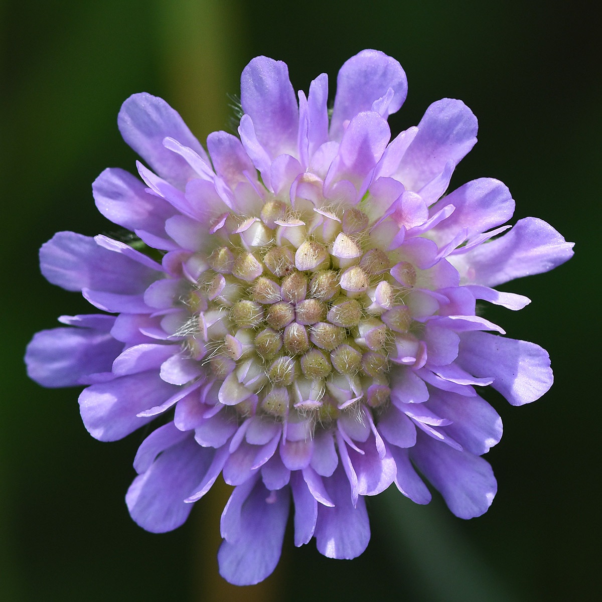 Knautia arvensis