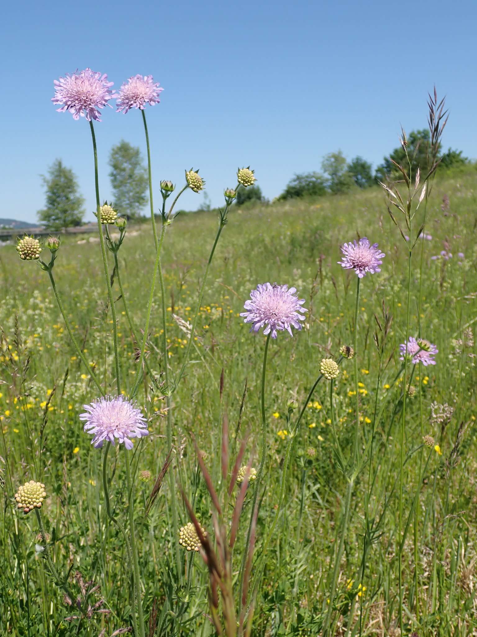 Knautia arvensis