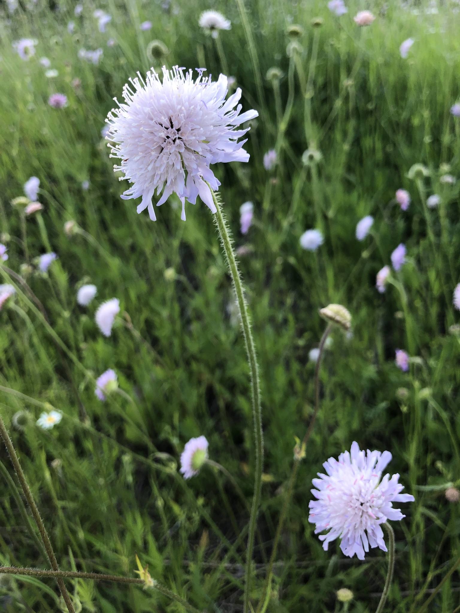 Knautia arvensis