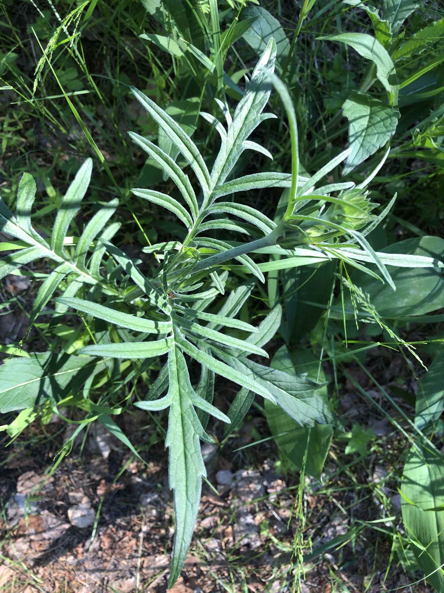 Knautia arvensis