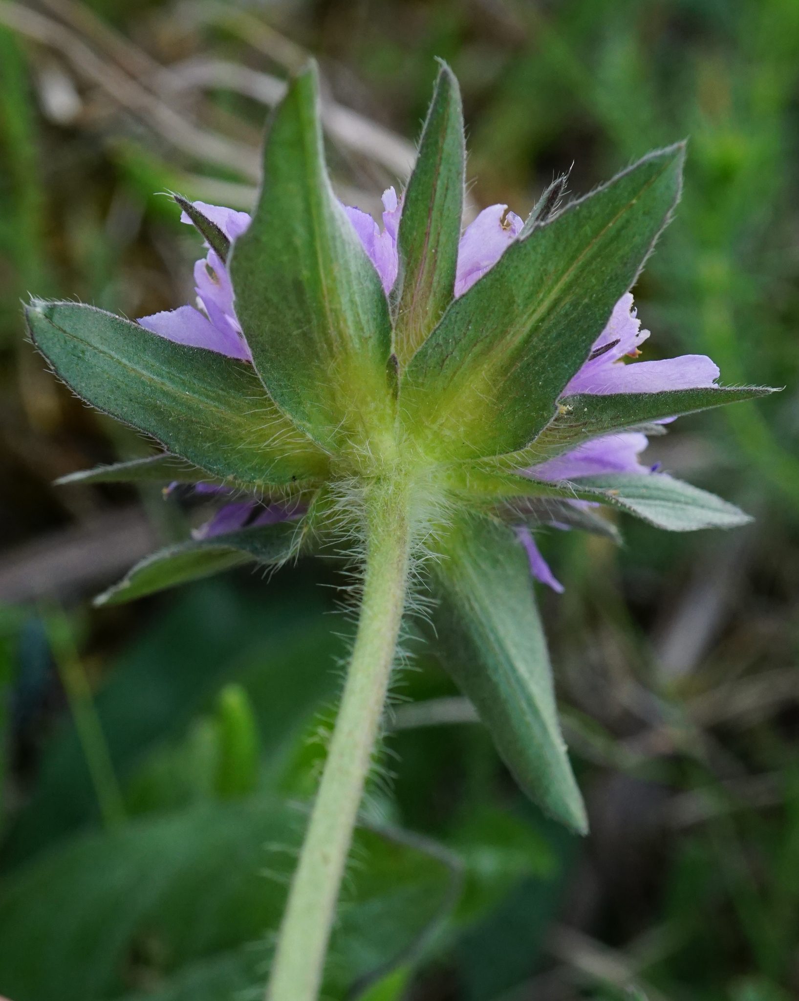 Knautia arvensis