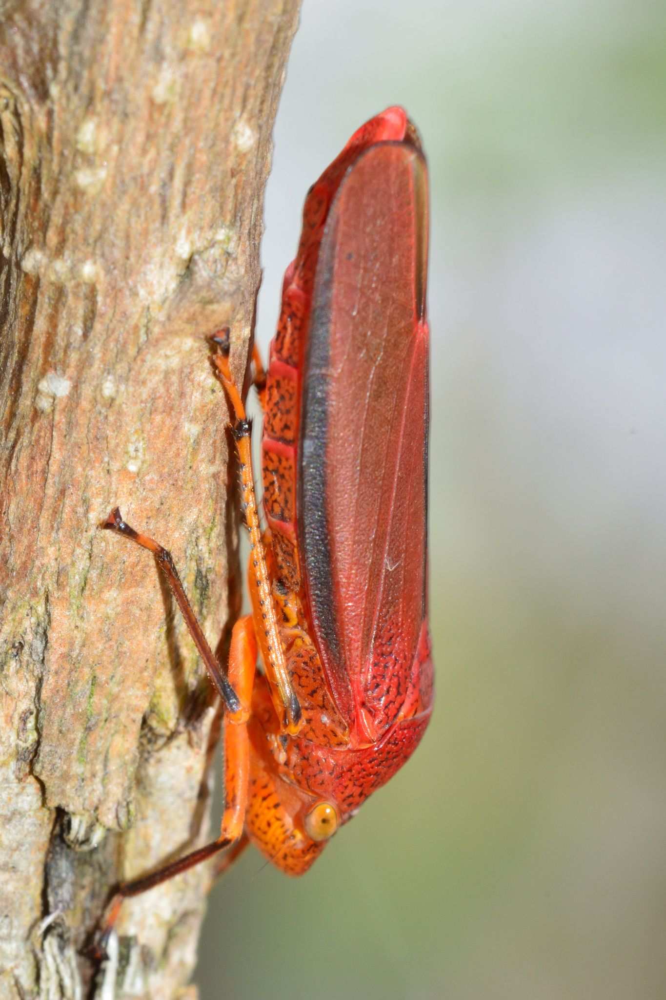 Cyrtodisca major