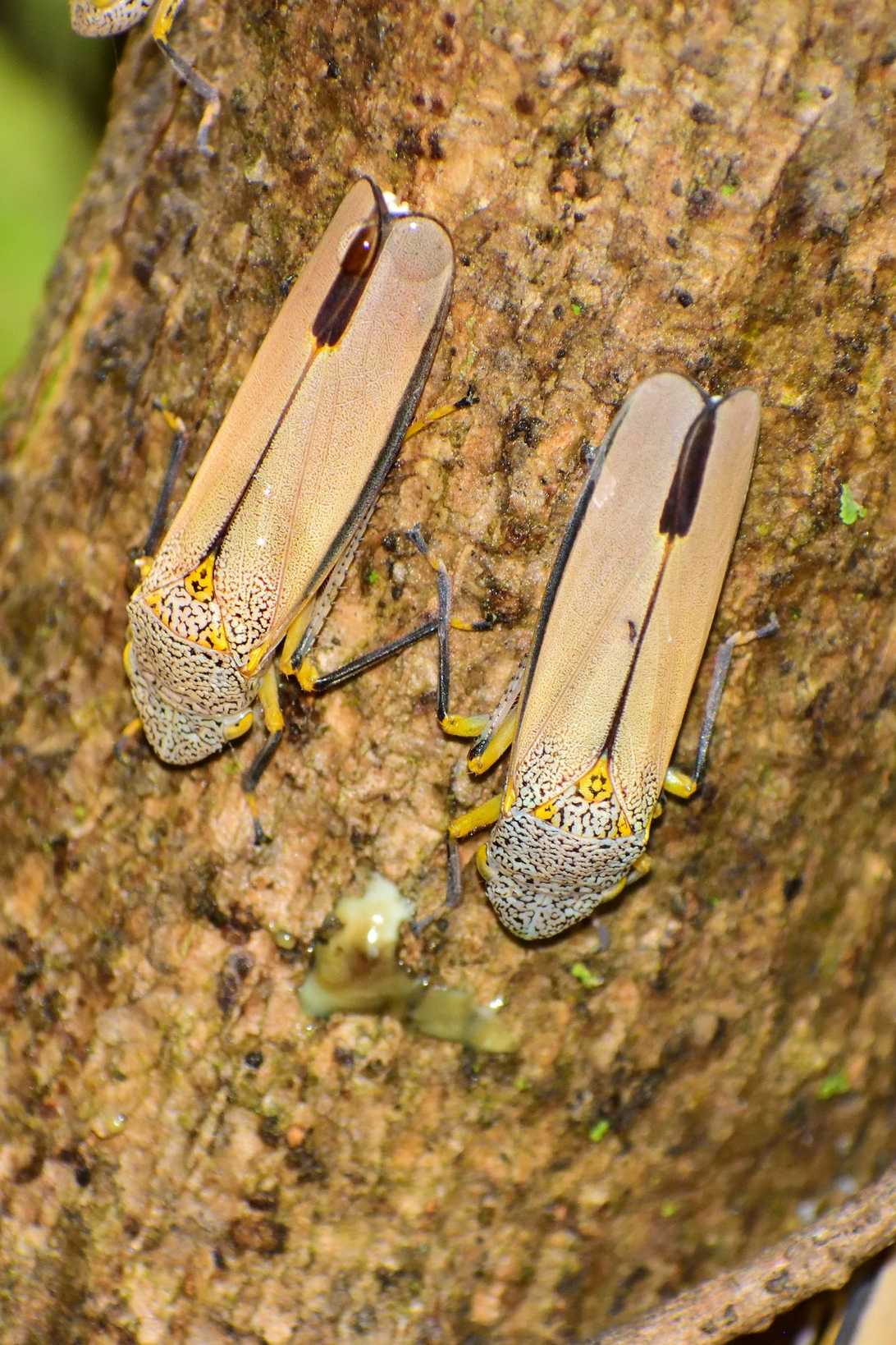 Cyrtodisca major