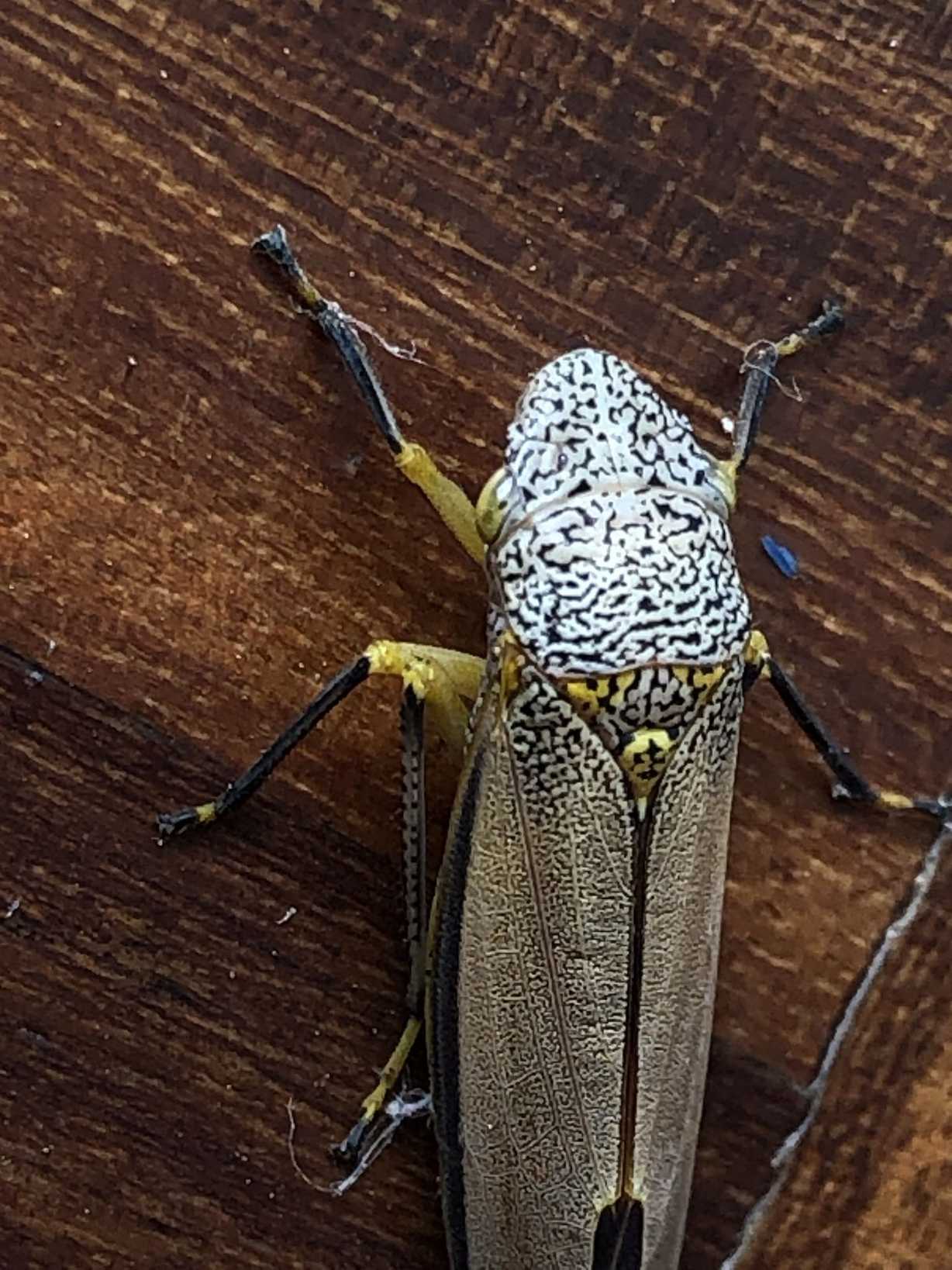Cyrtodisca major