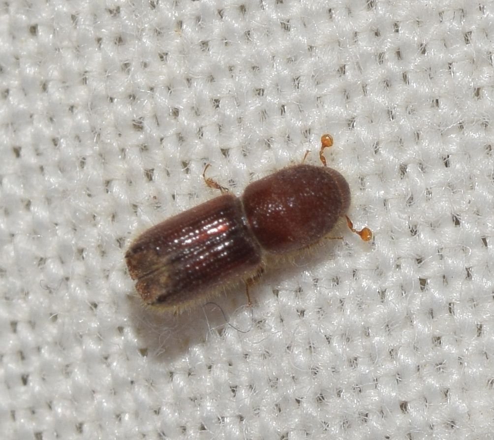 Orthotomicus erosus