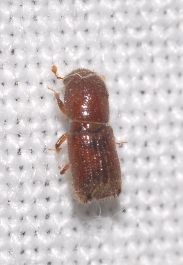 Orthotomicus erosus