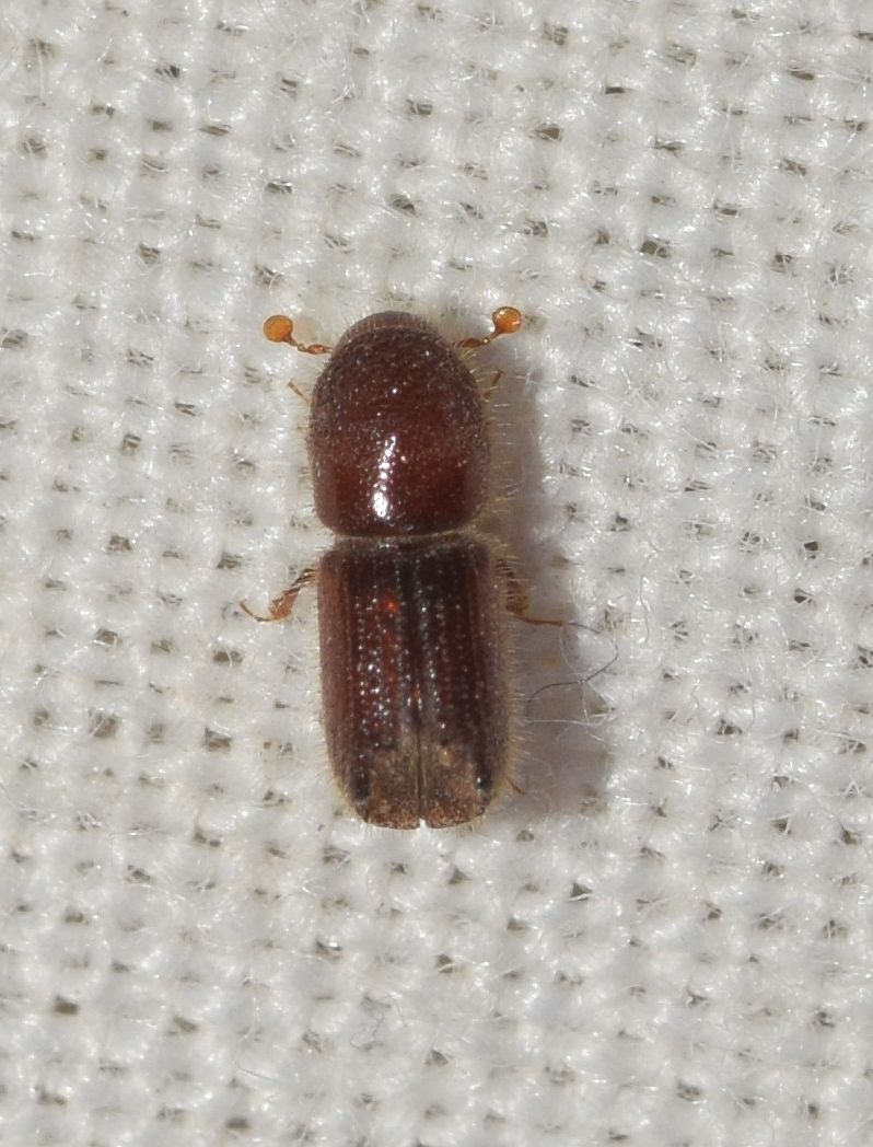Orthotomicus erosus