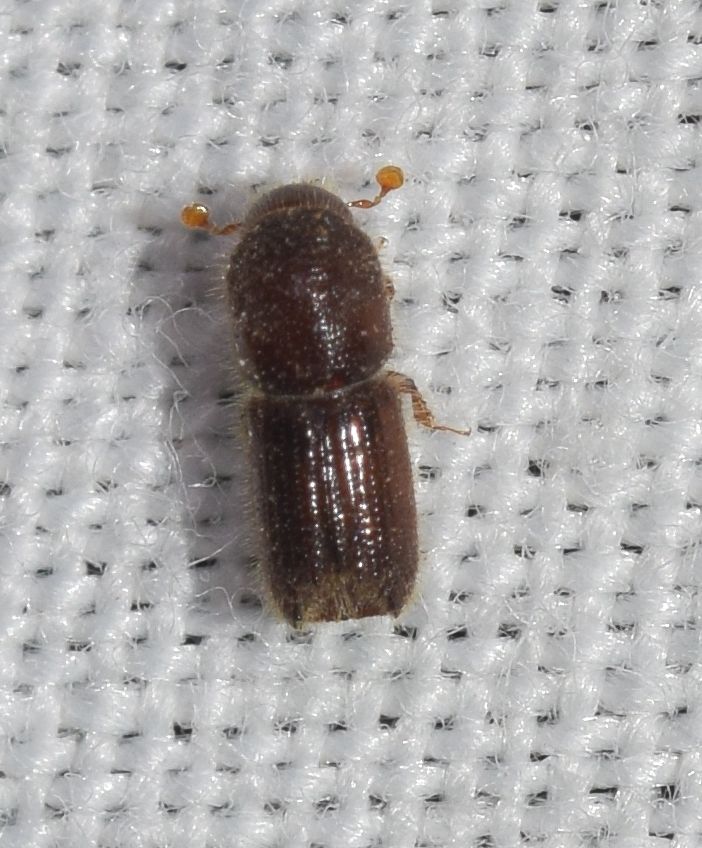 Orthotomicus erosus