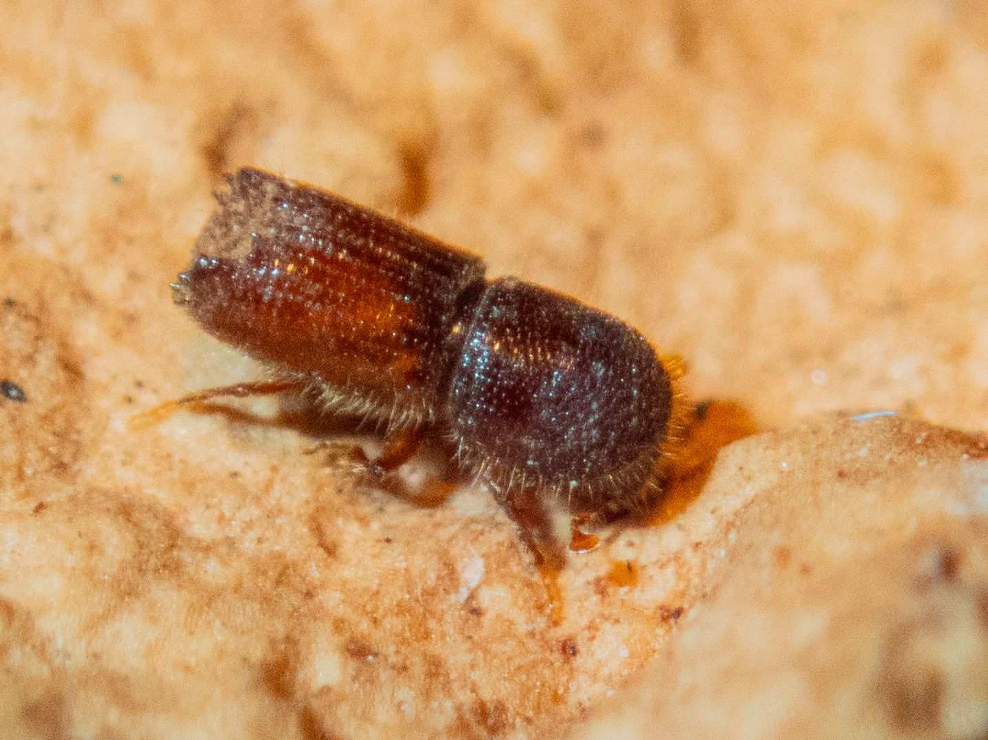 Orthotomicus erosus