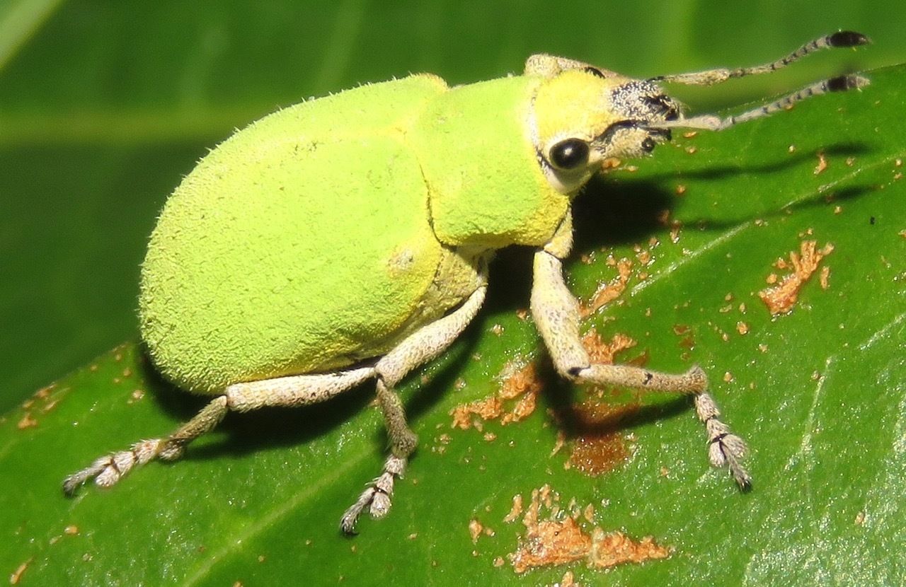 Litostylus
