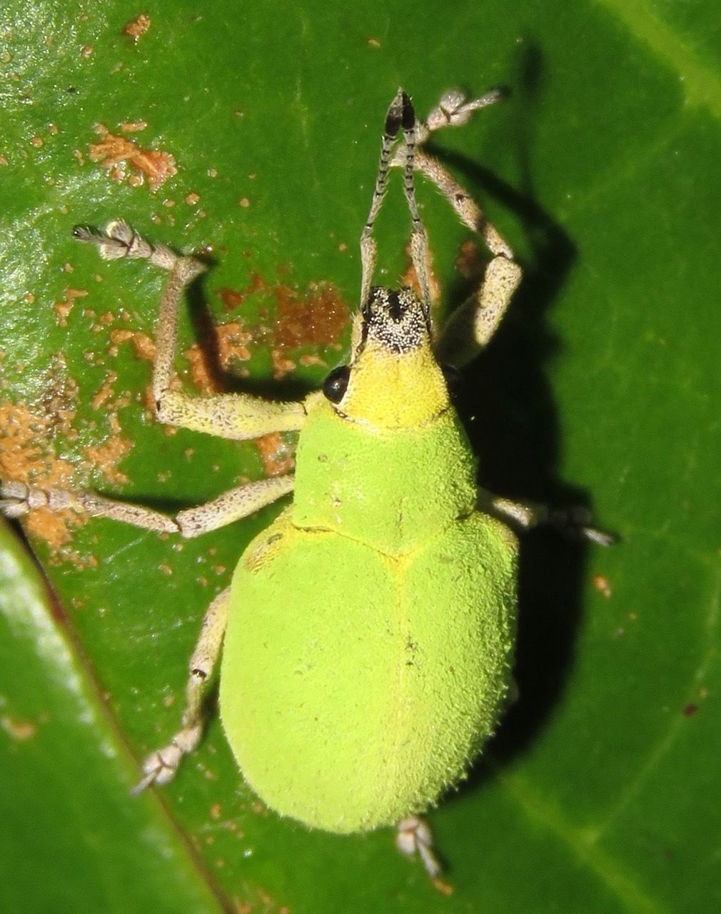 Litostylus