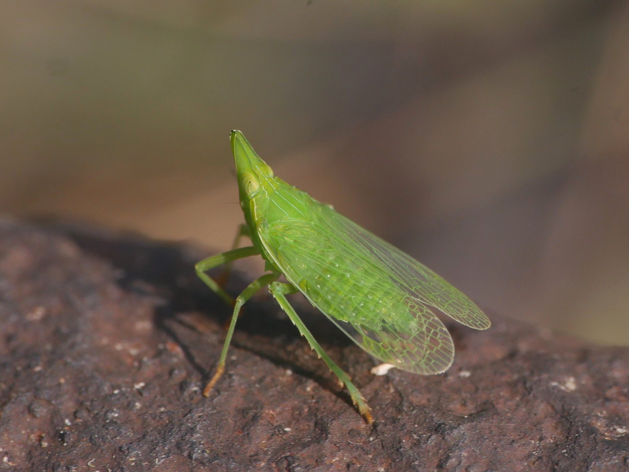 Dictyophara europaea
