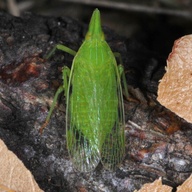 Dictyophara europaea