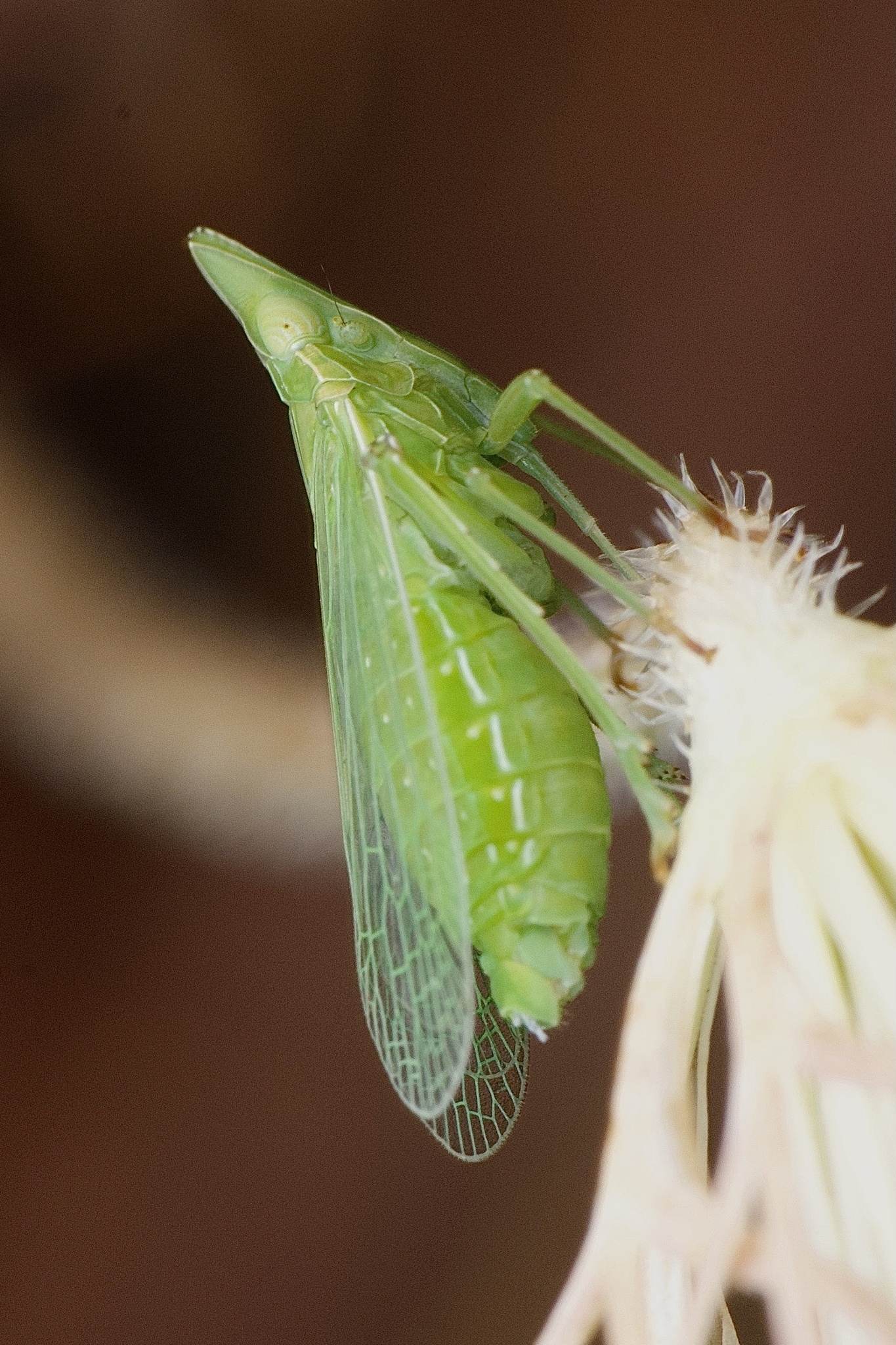 Dictyophara europaea