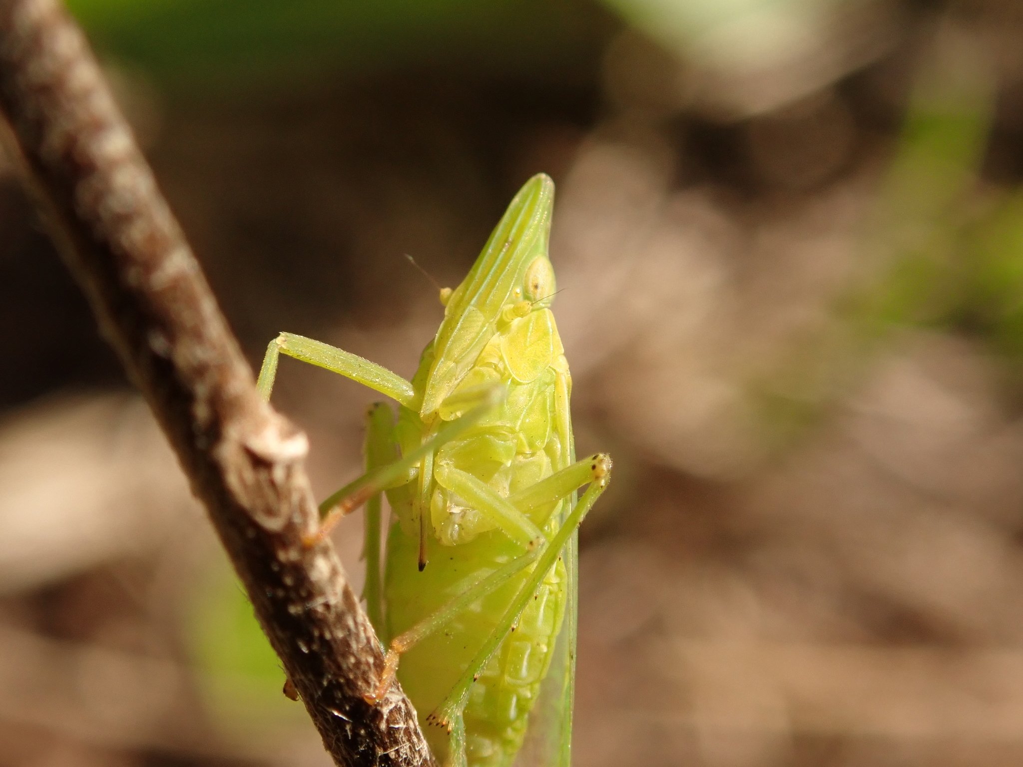 Dictyophara europaea