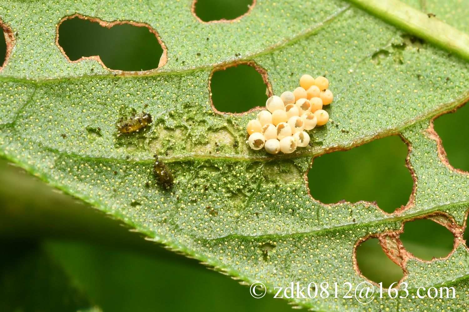 Galerucella grisescens