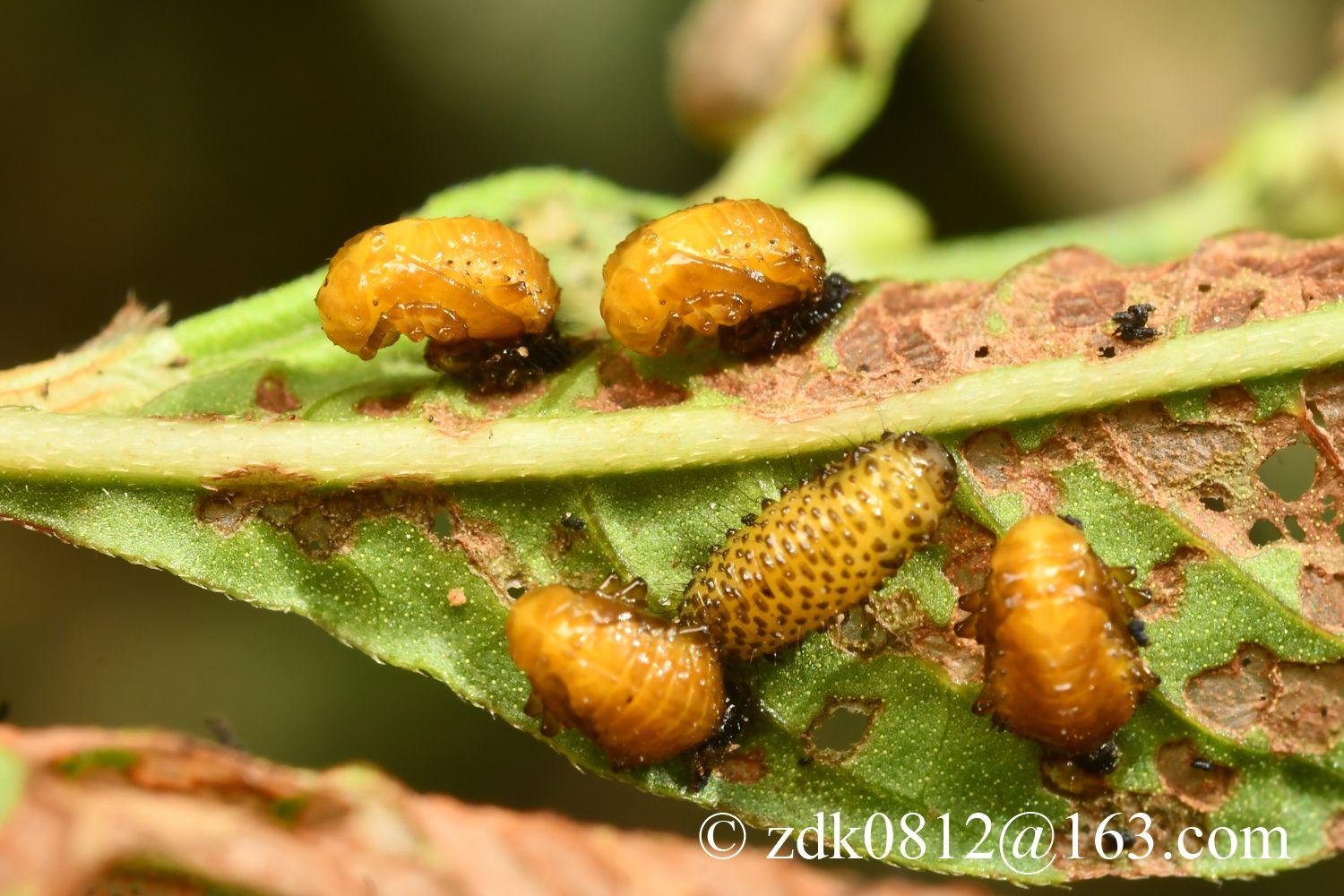 Galerucella grisescens