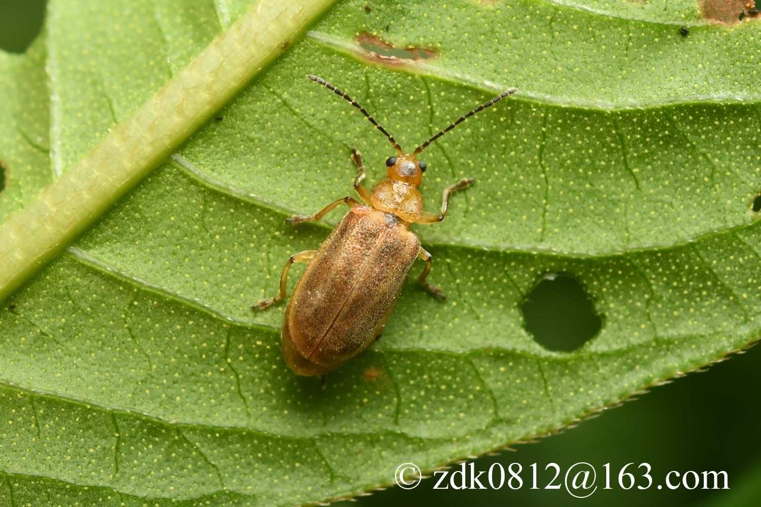 Galerucella grisescens